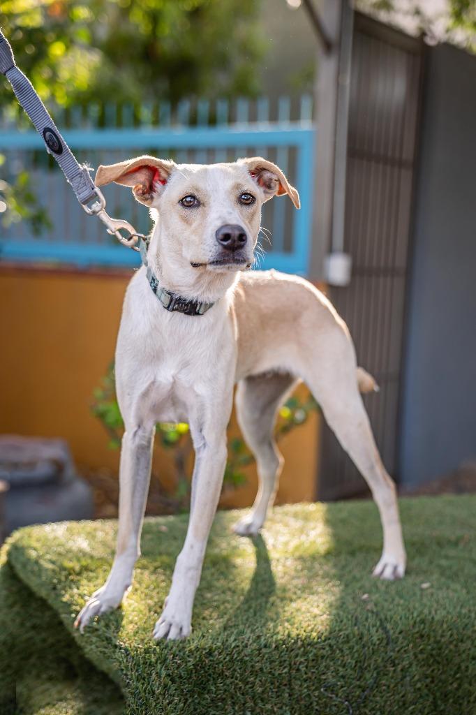 Teri, a Adoptable Labrador Retriever in Anacortes, WA image 4/6