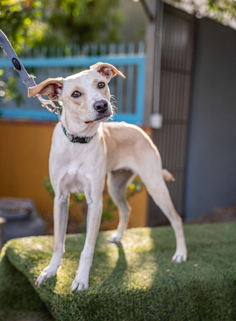 Teri, a Adoptable Labrador Retriever in Anacortes, WA image 5/6