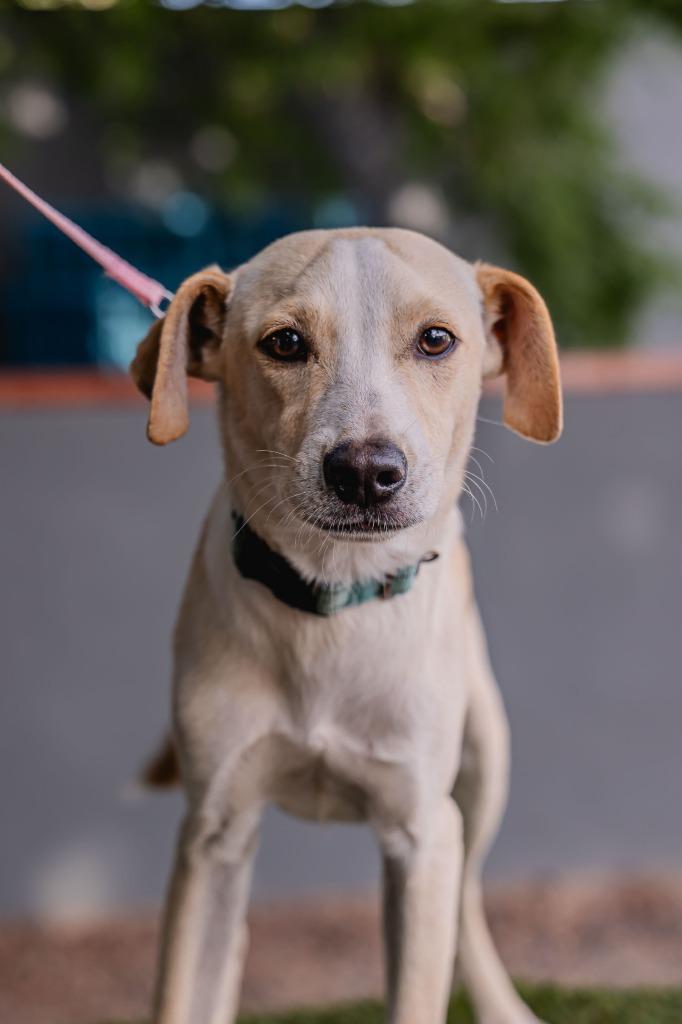 Teri, a Adoptable Labrador Retriever in Anacortes, WA image 6/6