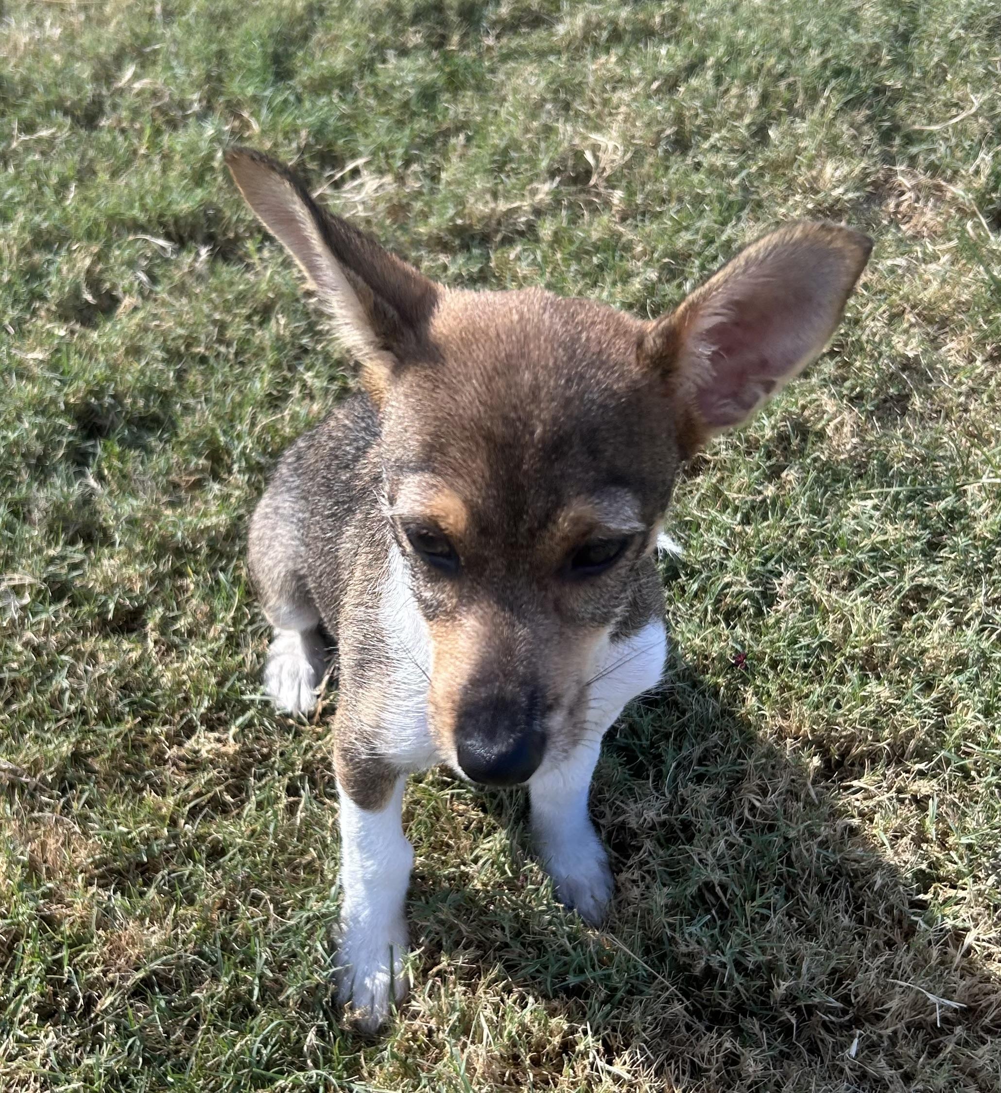 Gizmo, a ADOPTABLE mixed breed in Siloam Springs, AR image 3/3