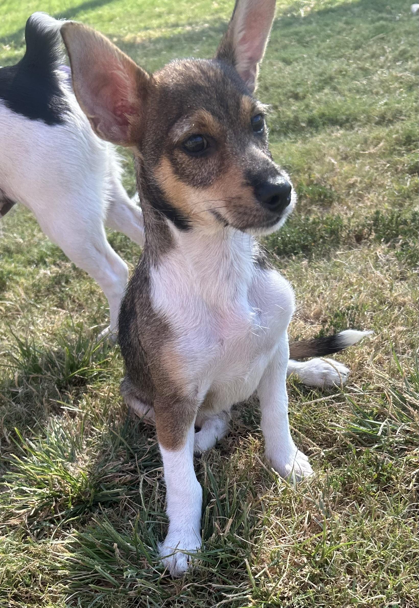 Gizmo, a ADOPTABLE mixed breed in Siloam Springs, AR image 2/3