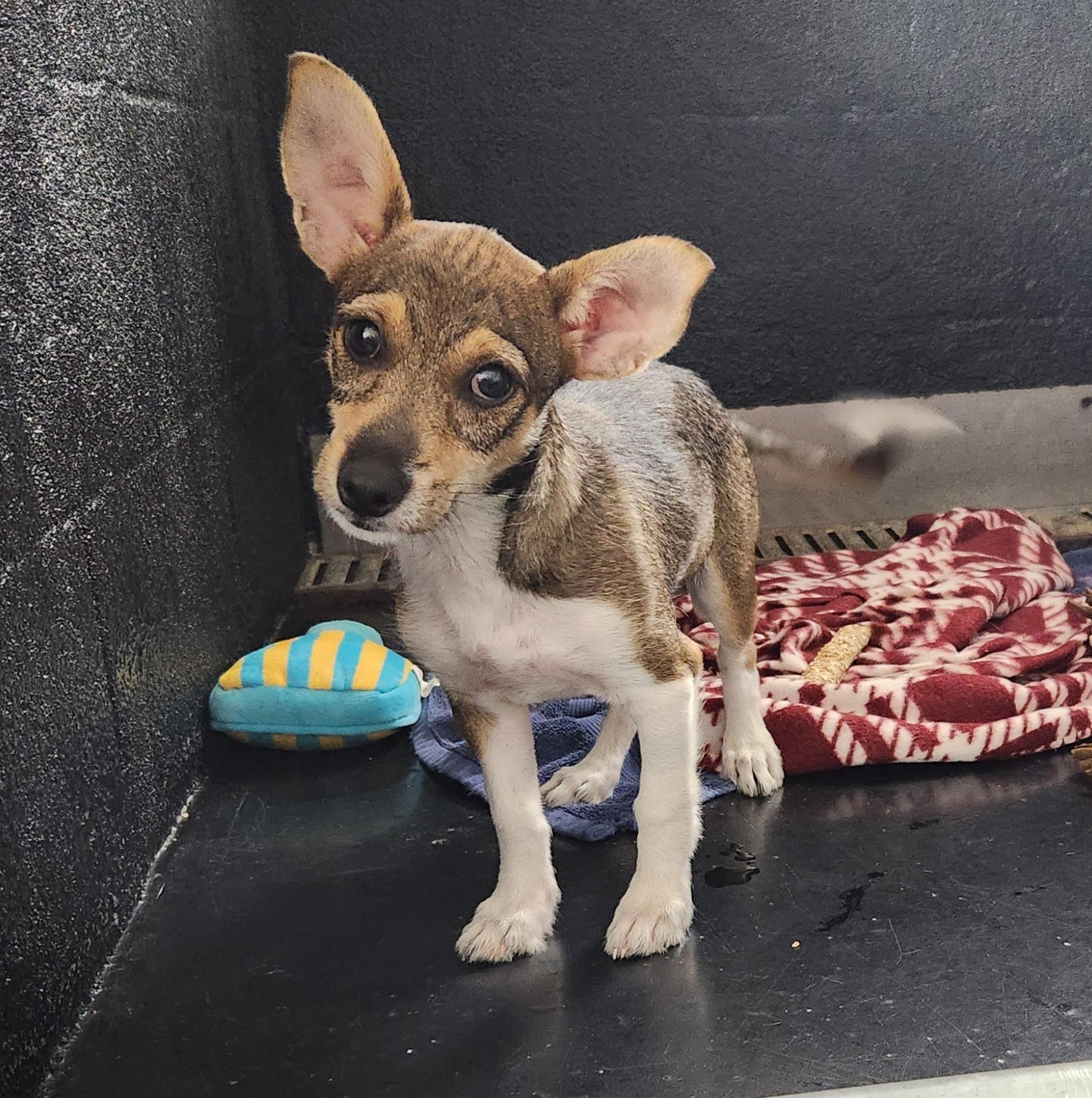 Gizmo, ADOPTABLE, Puppy Male Chihuahua & Terrier.