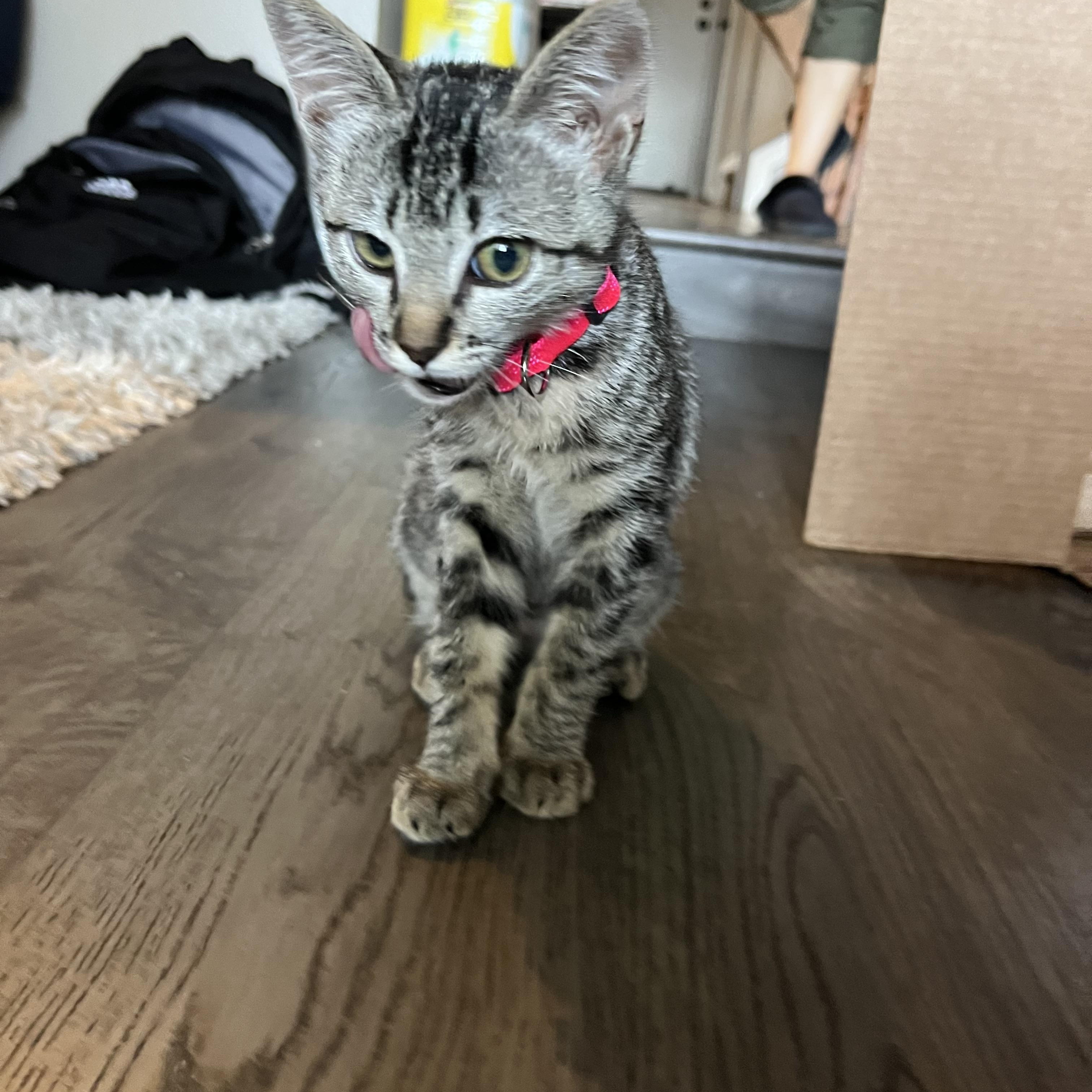 Enlarge Mei mei, a Adoptable Tabby in Poway, CA image 2/3