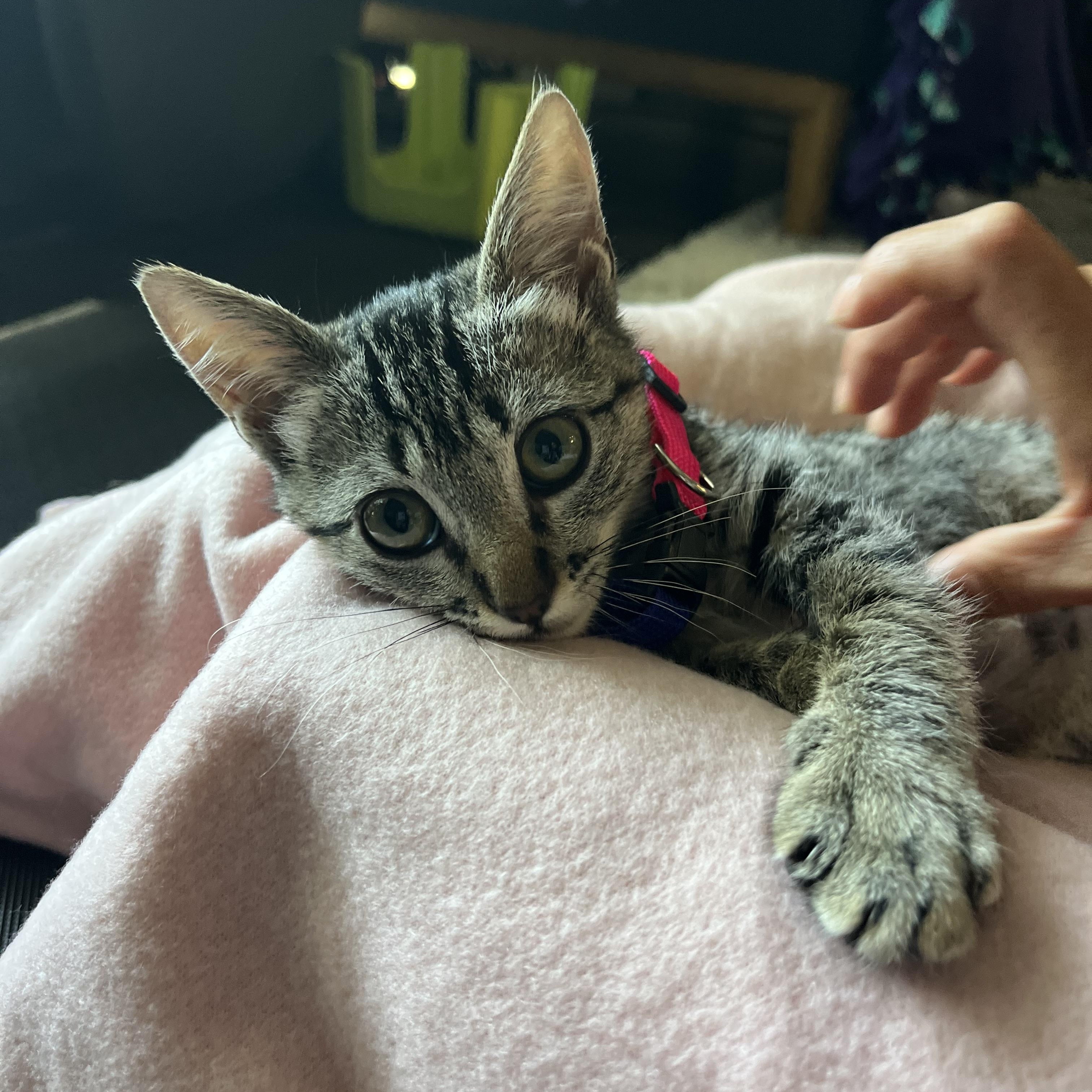 Enlarge Mei mei, a Adoptable Tabby in Poway, CA image 3/3