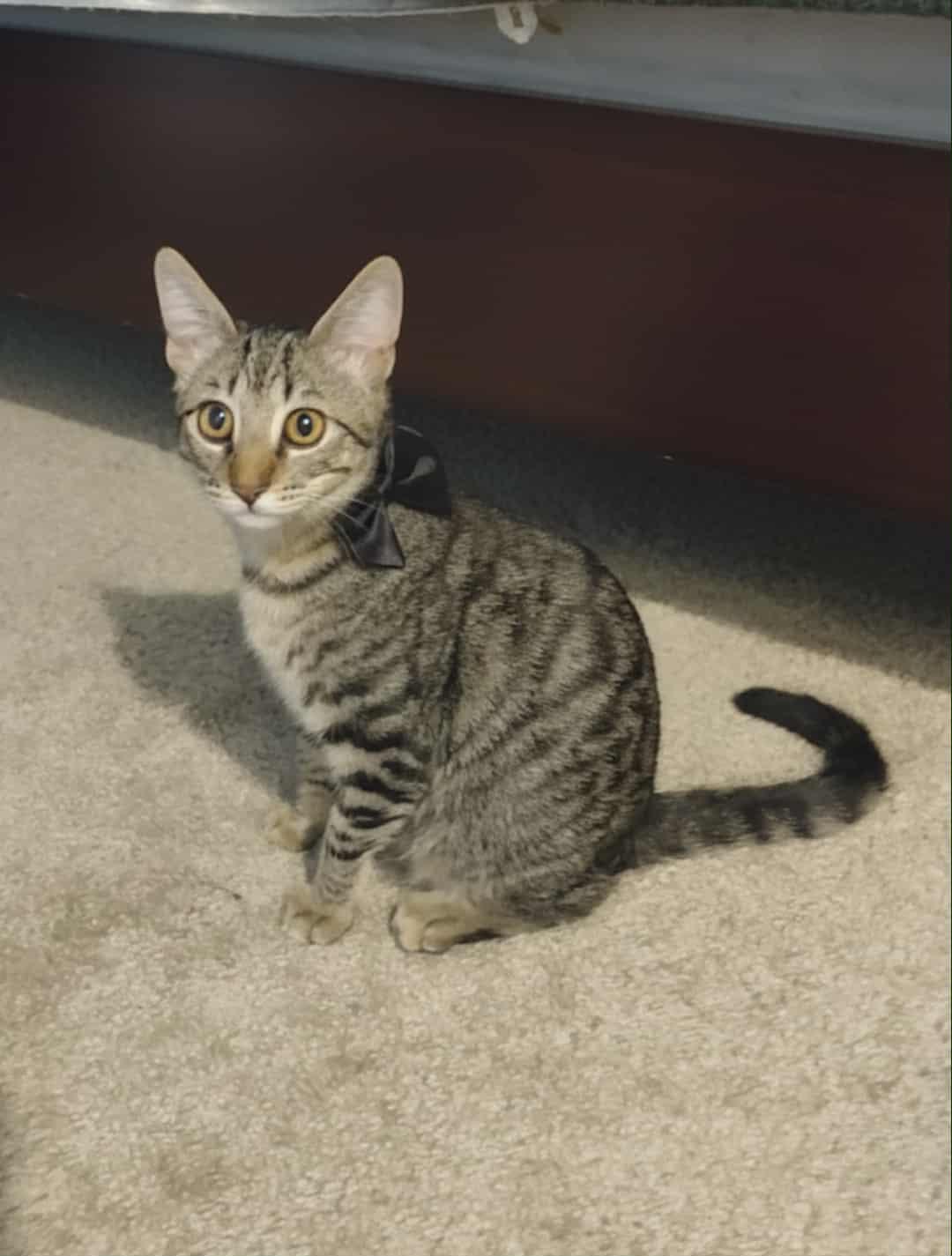 Enlarge Mei mei, a Adoptable Tabby in Poway, CA image 1/3