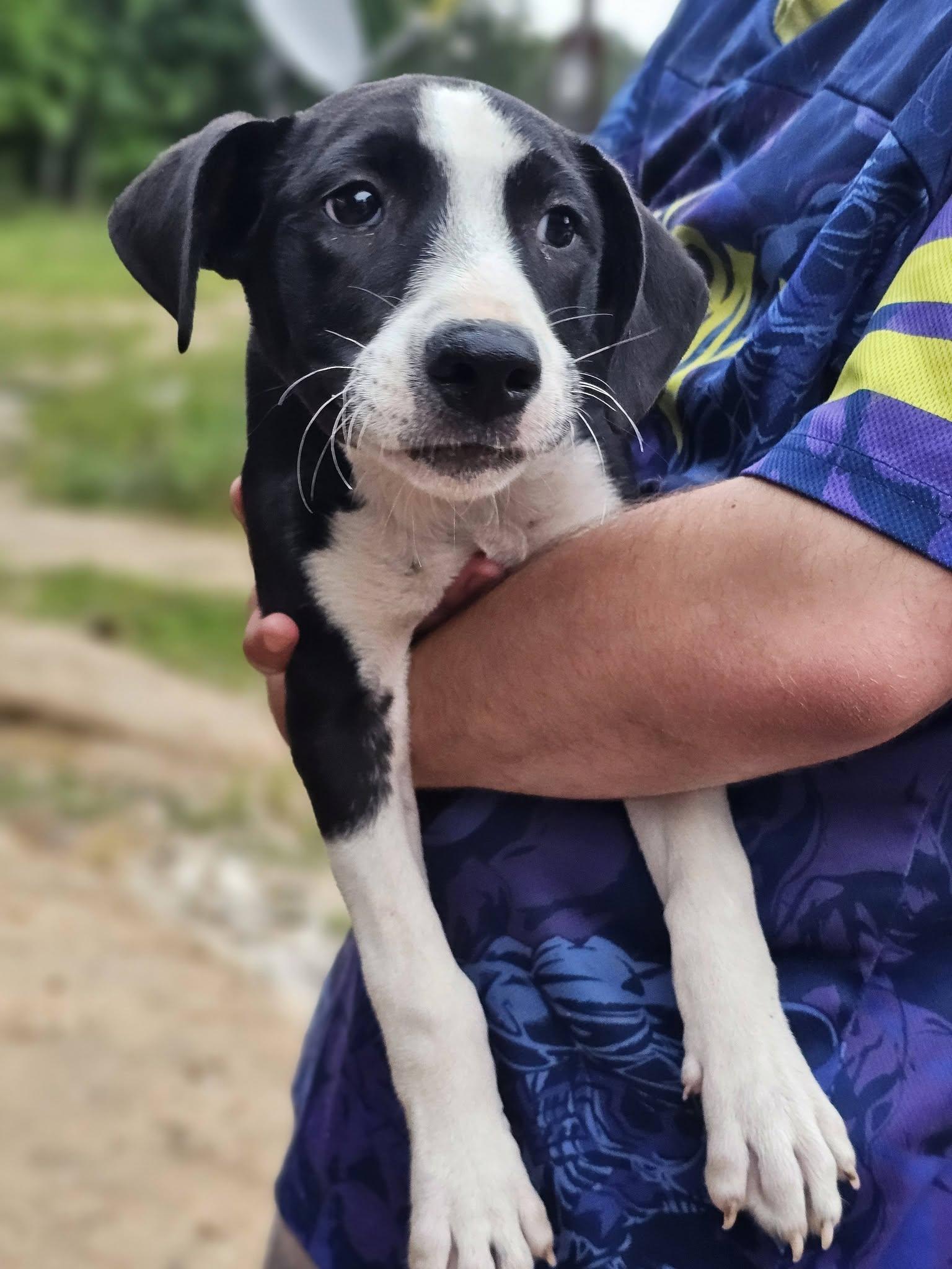 Enlarge Breeze, a ADOPTABLE mixed breed in Fort Payne, AL image 3/4