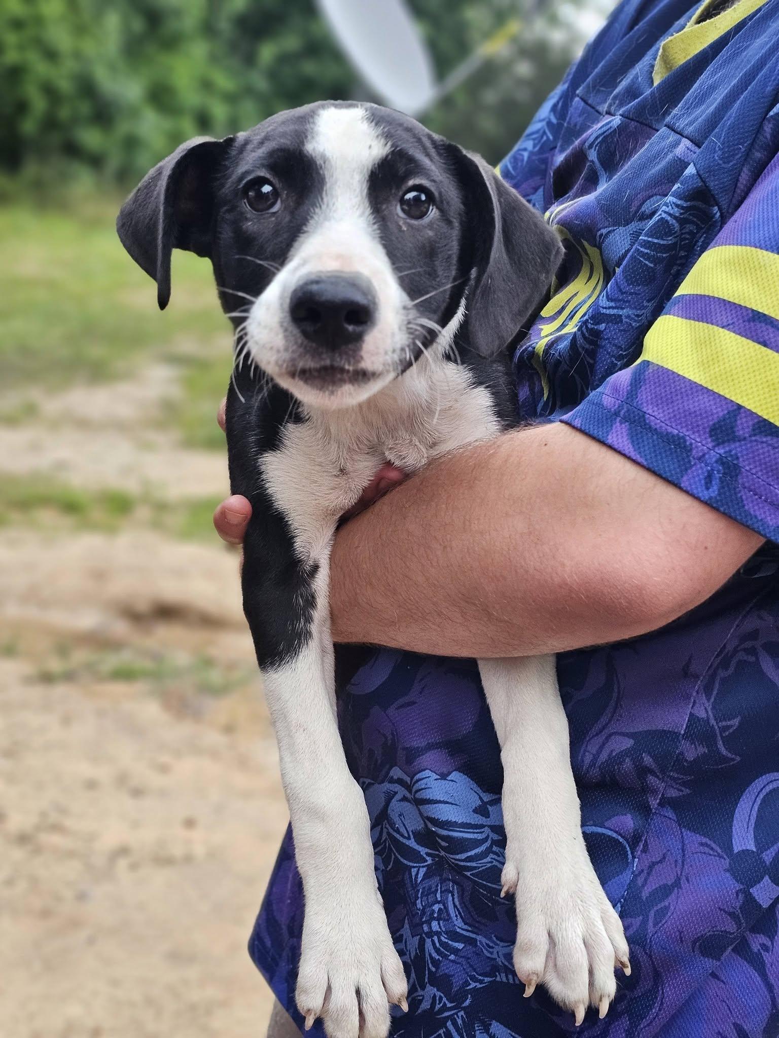 Enlarge Breeze, a ADOPTABLE mixed breed in Fort Payne, AL image 4/4