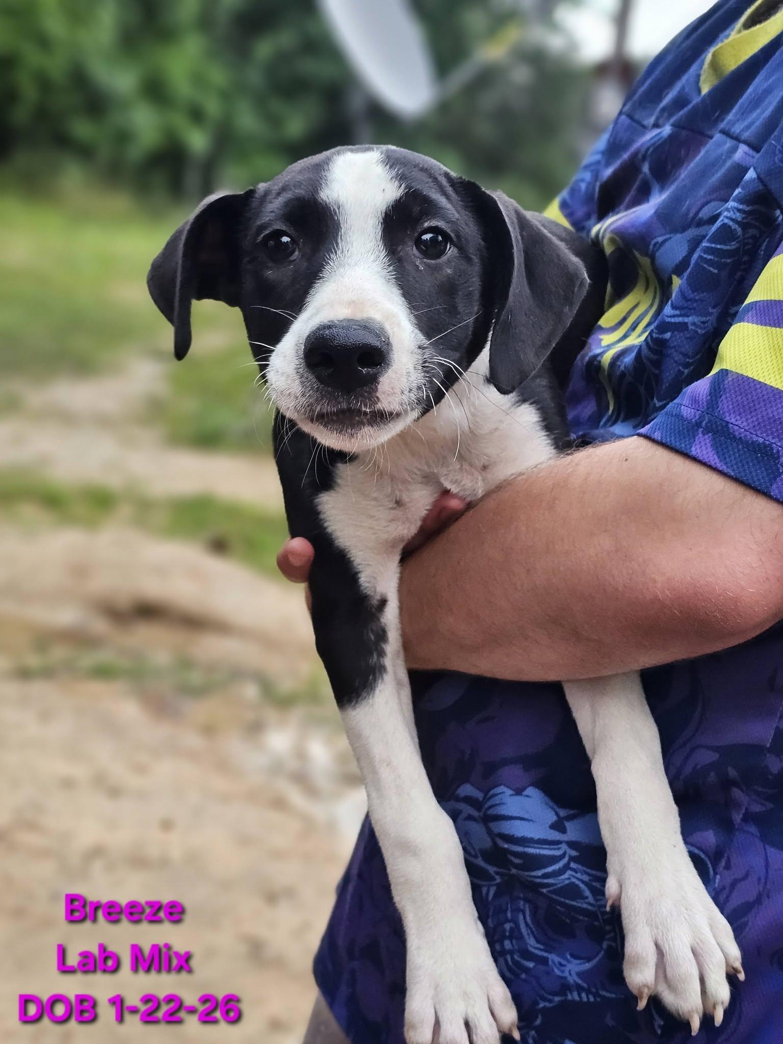 Breeze, ADOPTABLE, Young Female Black Labrador Retriever & Hound.