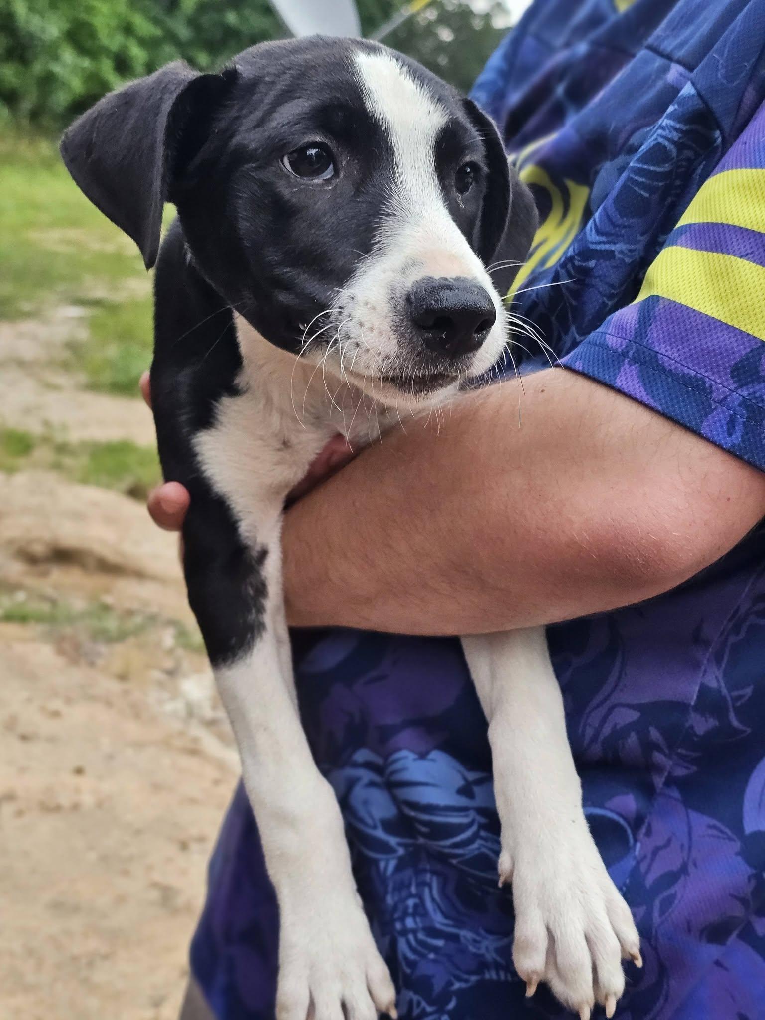 Enlarge Breeze, a ADOPTABLE mixed breed in Fort Payne, AL image 2/4