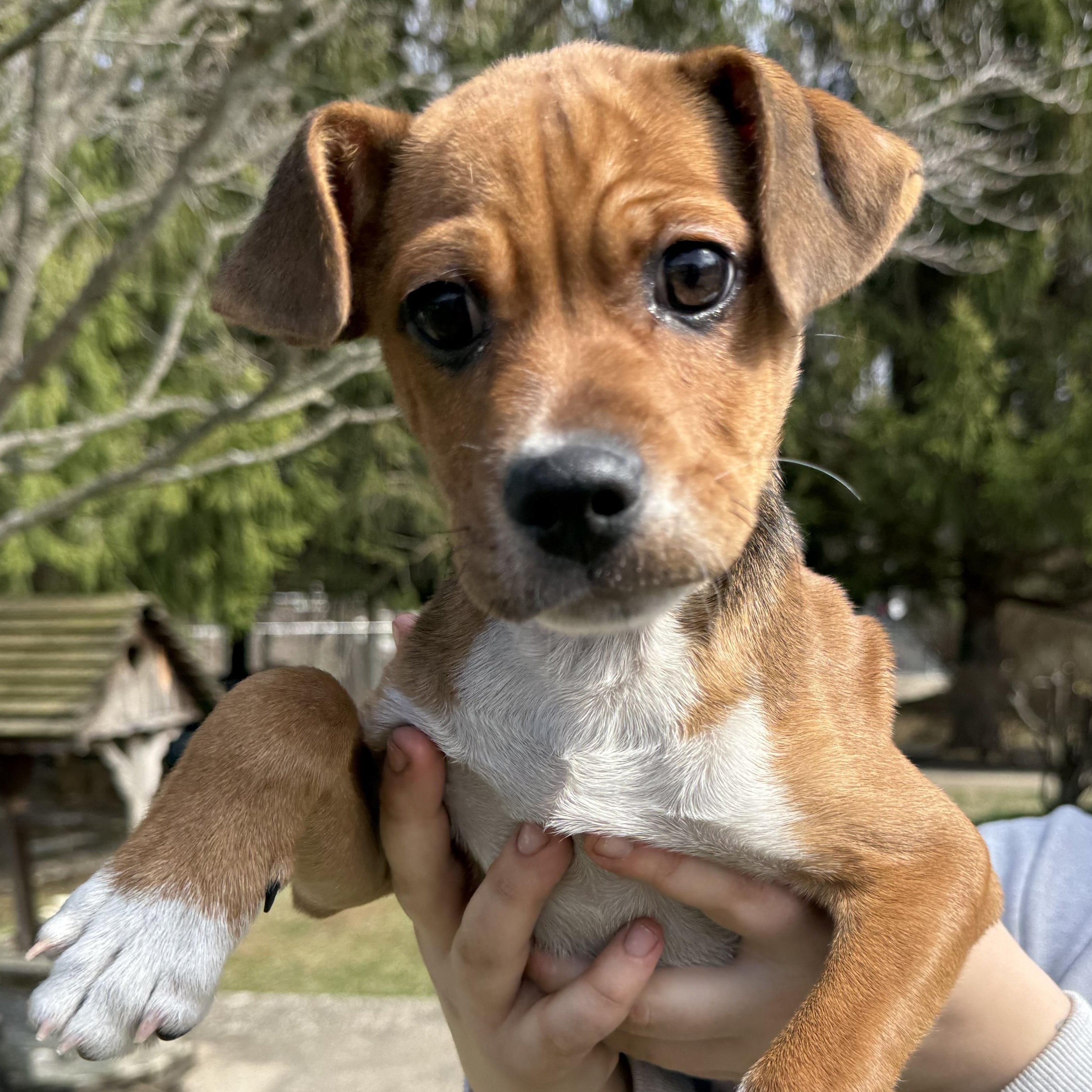 Enlarge Malachi, an adopted mixed breed in Latrobe, PA image 3/5