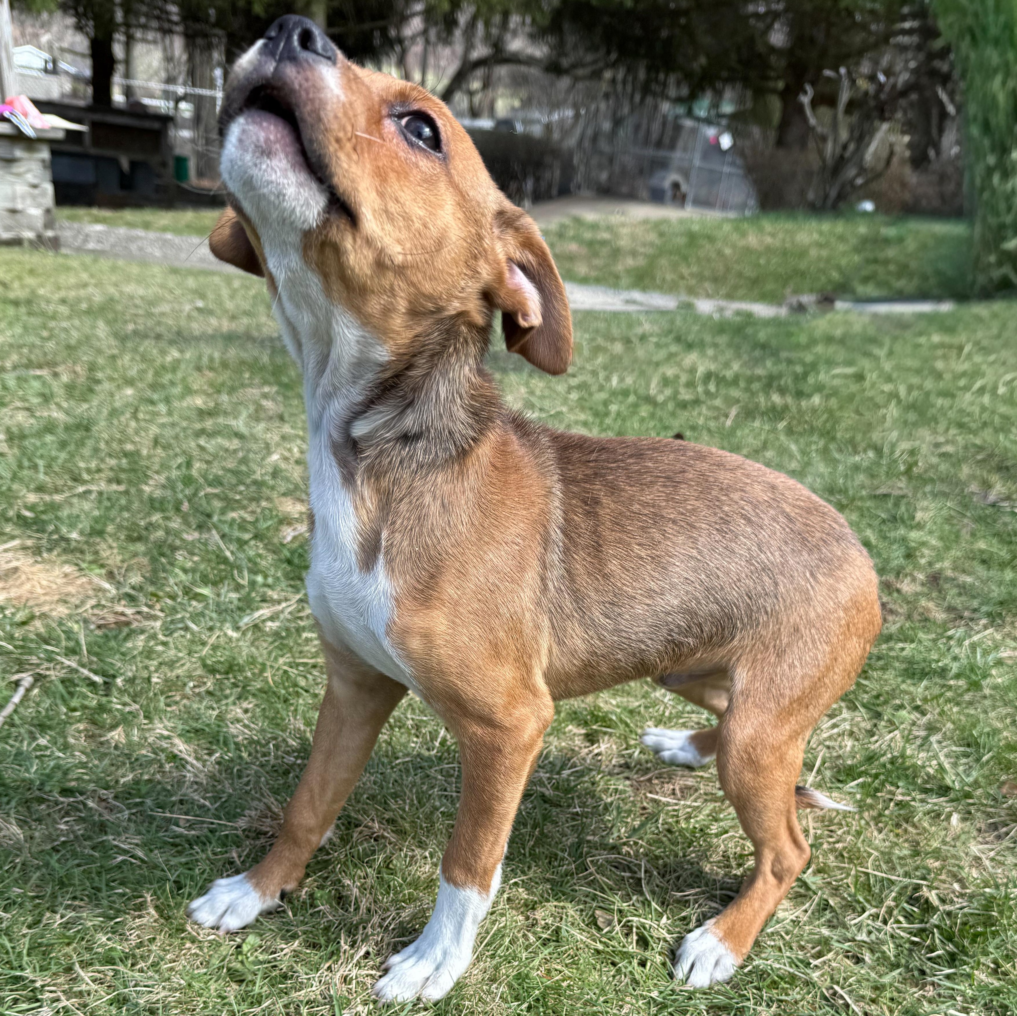 Enlarge Malachi, an adopted mixed breed in Latrobe, PA image 5/5