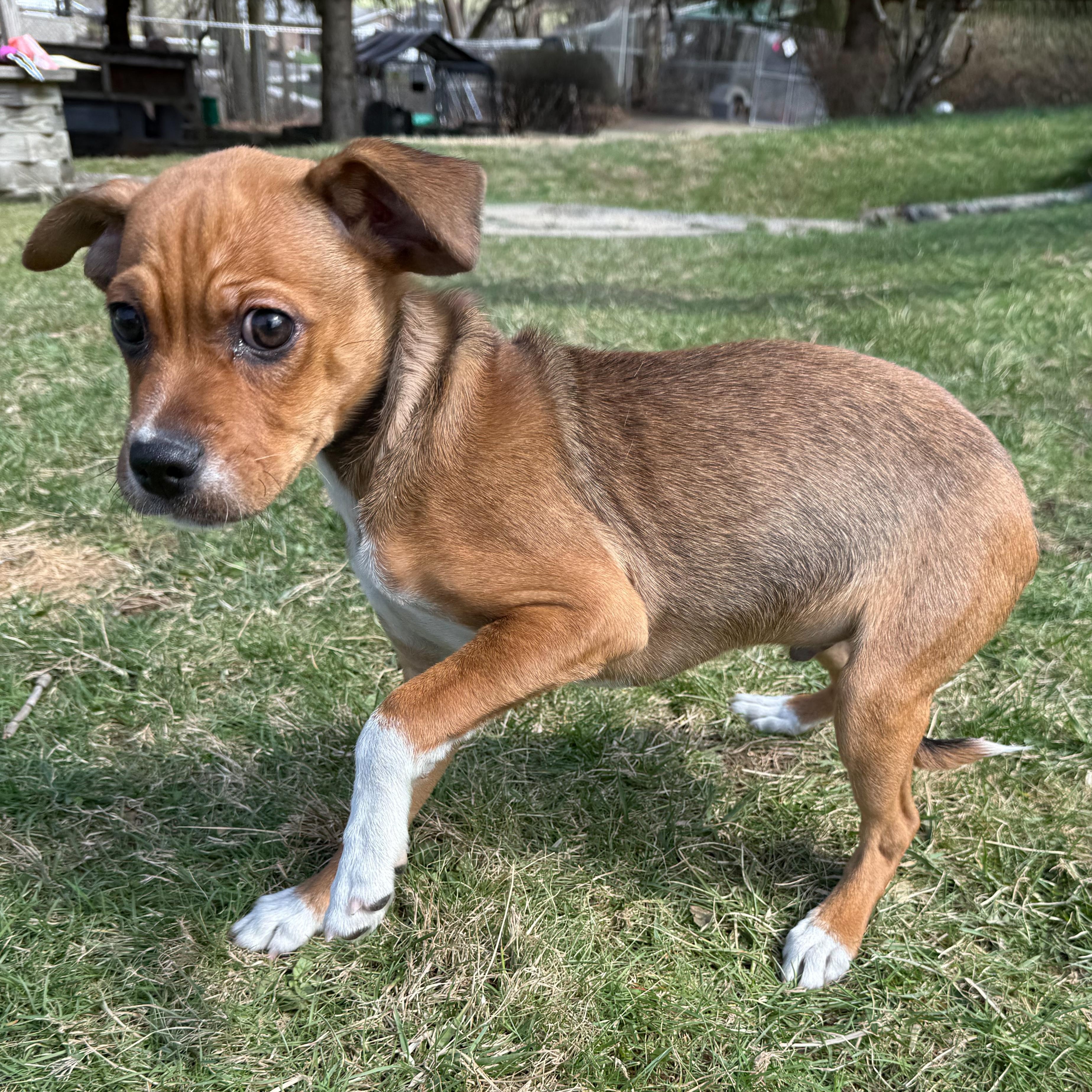Enlarge Malachi, an adopted mixed breed in Latrobe, PA image 2/5