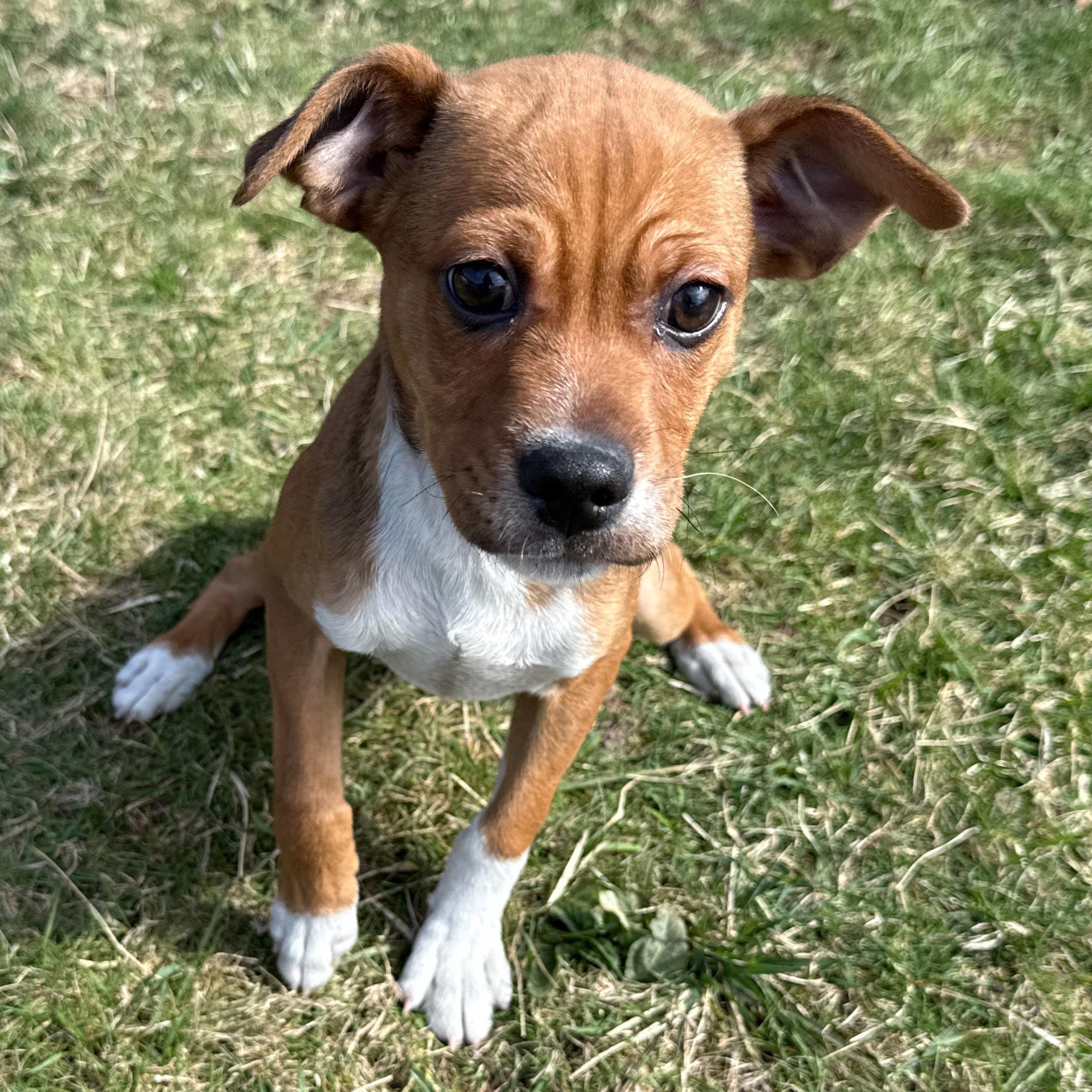 Malachi, adopted, Puppy Male Hound.