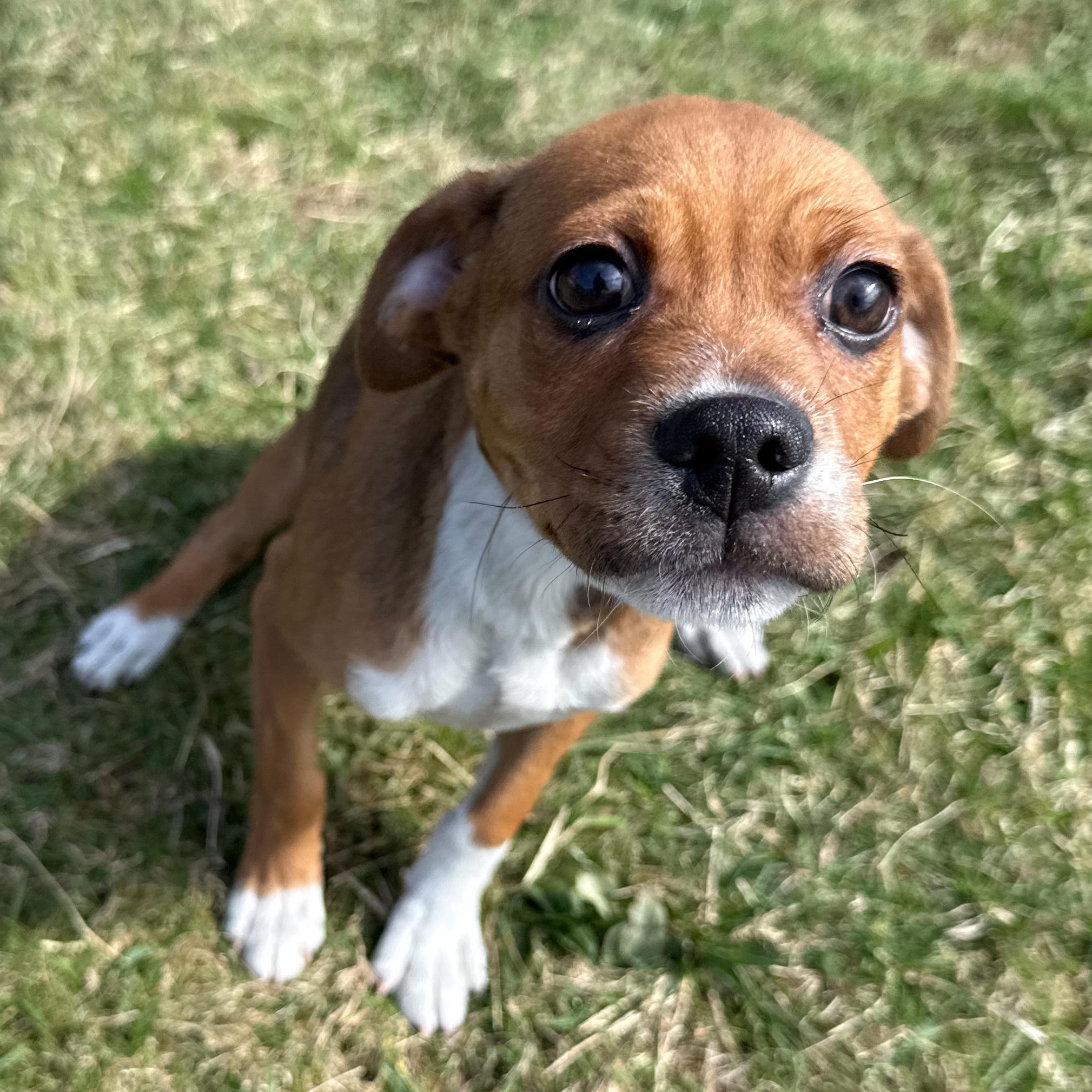 Enlarge Malachi, an adopted mixed breed in Latrobe, PA image 4/5