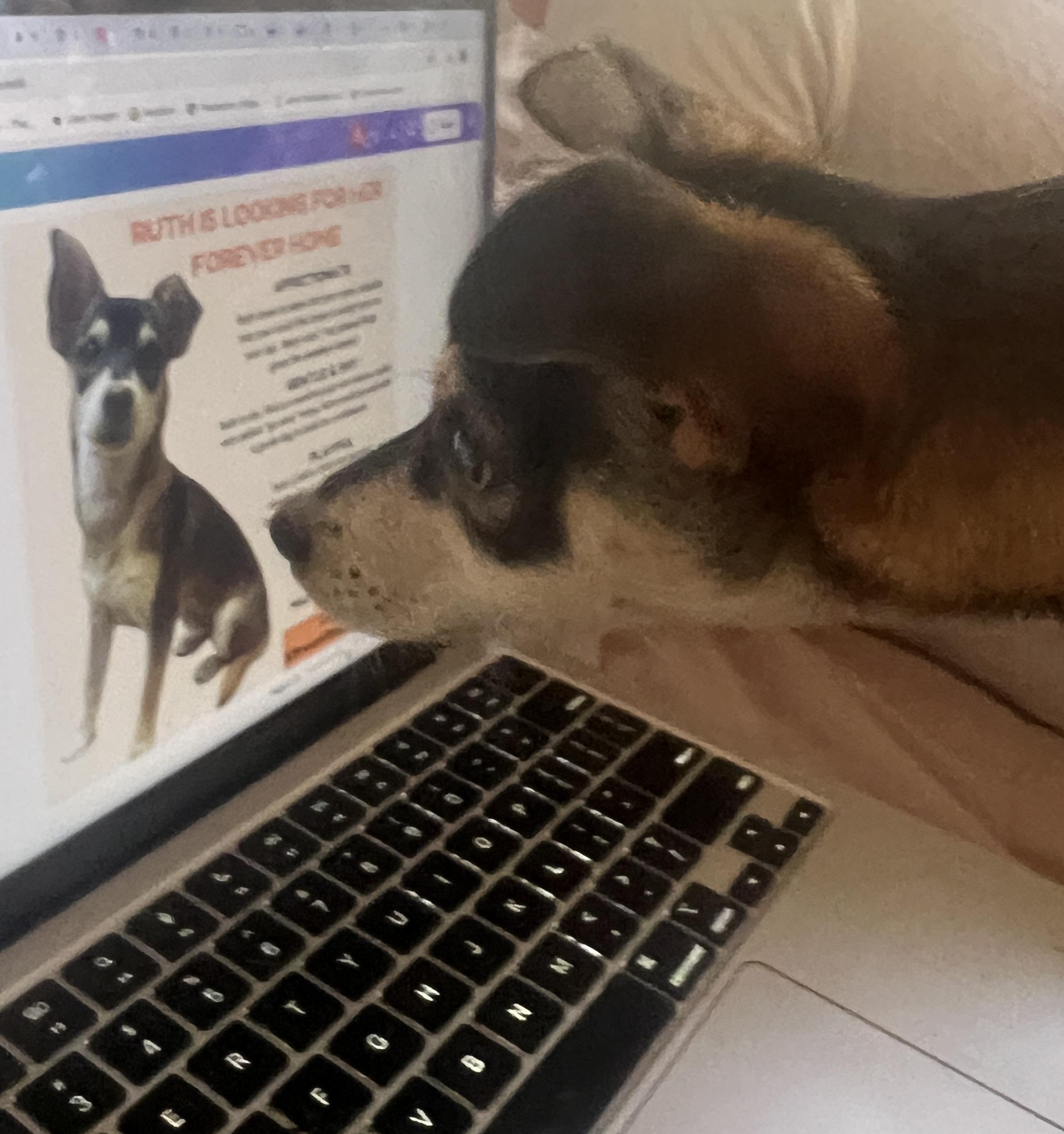 Ruth, Adopted, Young Female Chihuahua.