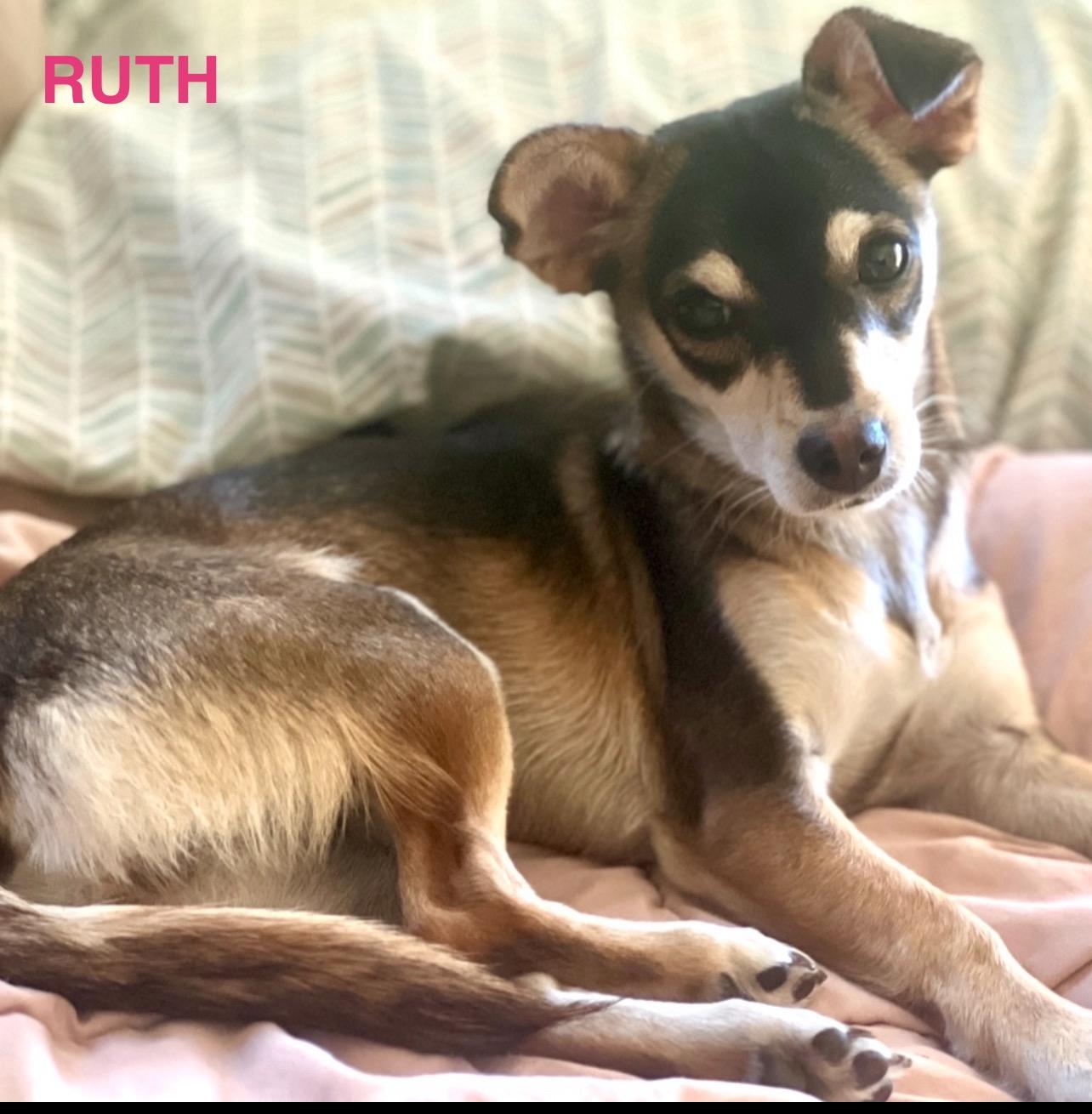 Enlarge Ruth, a Adopted Chihuahua in Sunnyvale, CA image 2/3
