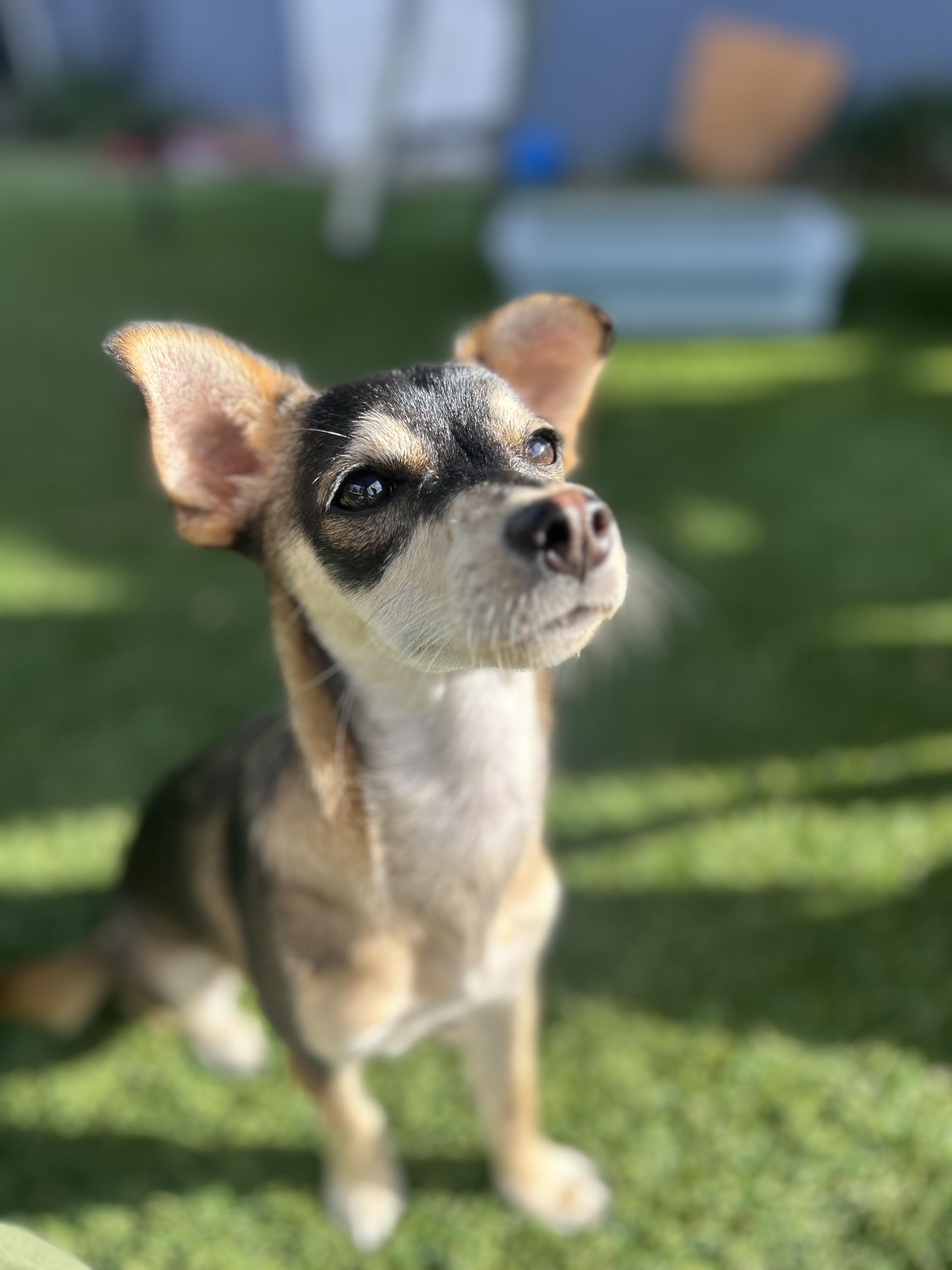 Enlarge Ruth, a Adopted Chihuahua in Sunnyvale, CA image 3/3