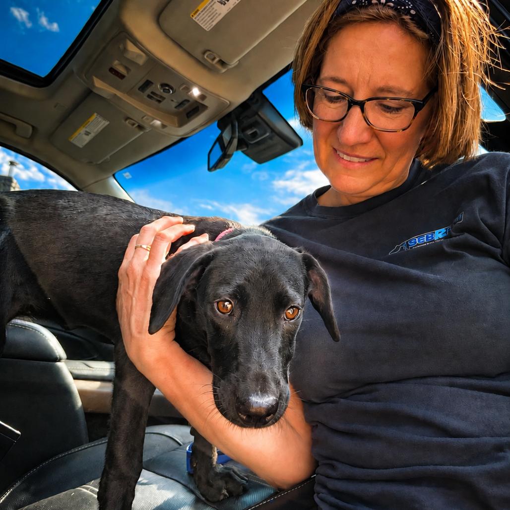 Mona, Adoptable, Puppy Female Black Labrador Retriever.