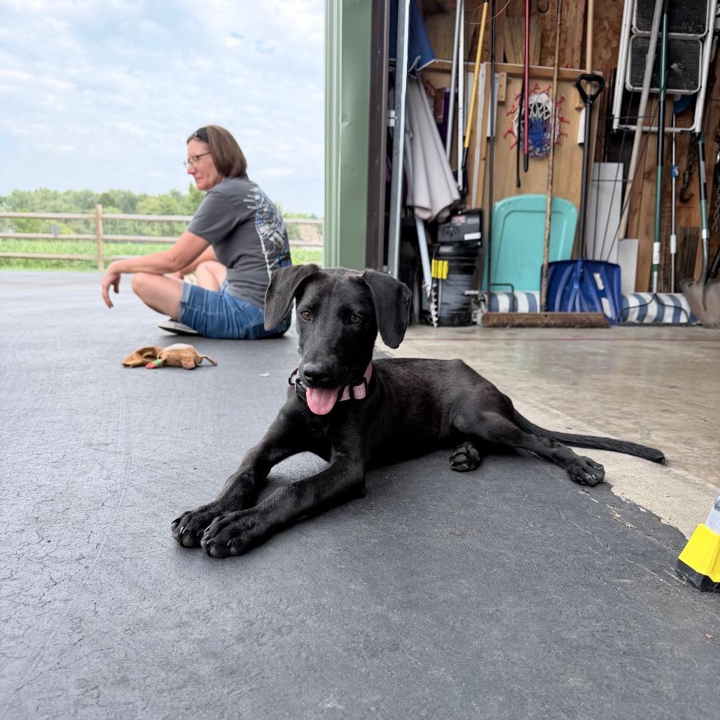 Enlarge Mona, a Adoptable Black Labrador Retriever in Northville, MI image 2/3