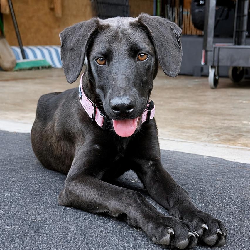 Enlarge Mona, a Adoptable Black Labrador Retriever in Northville, MI image 3/3