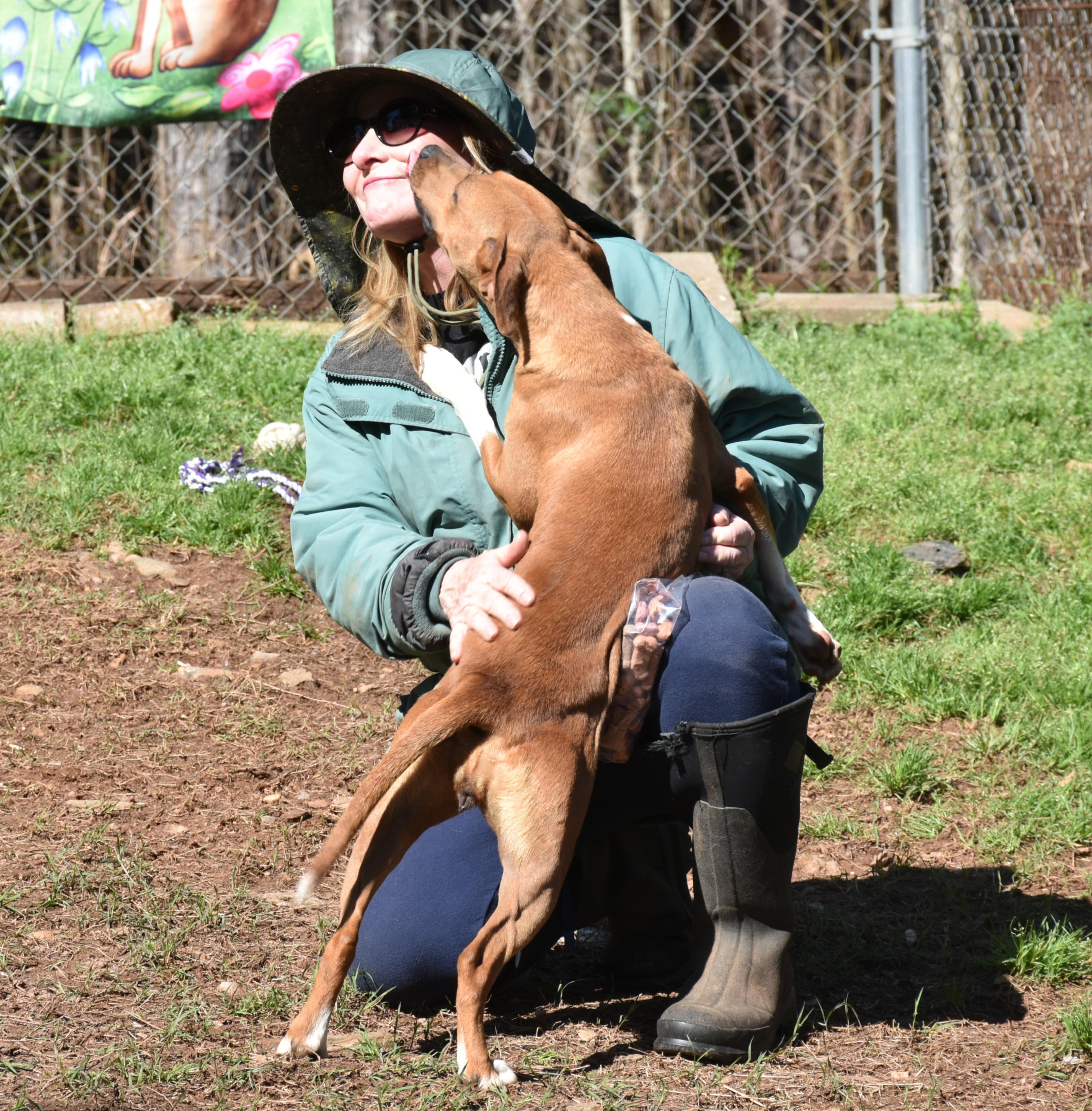 Lilly, a ADOPTABLE mixed breed in Wedowee, AL image 6/6
