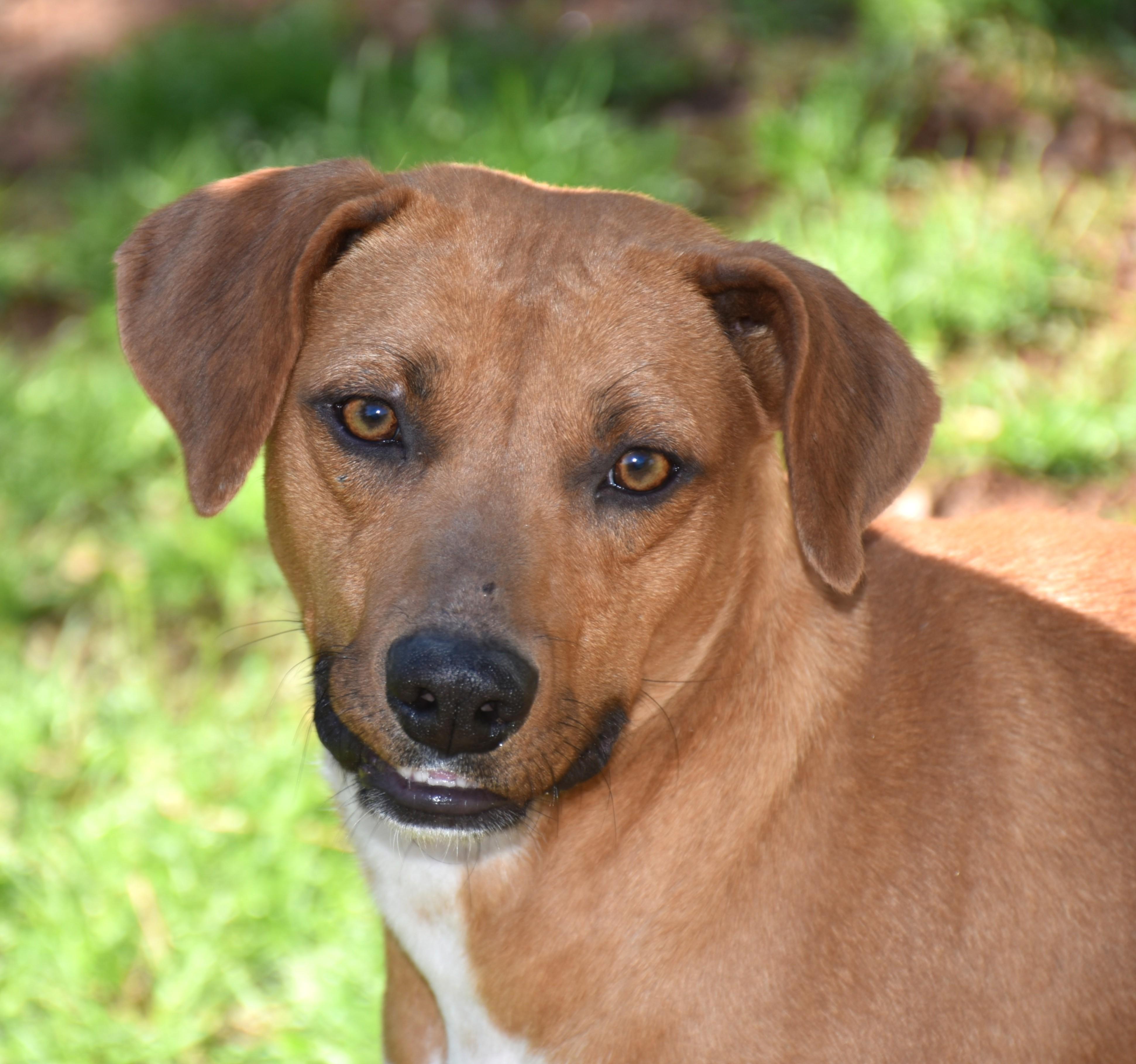 Lilly, a ADOPTABLE mixed breed in Wedowee, AL image 2/6
