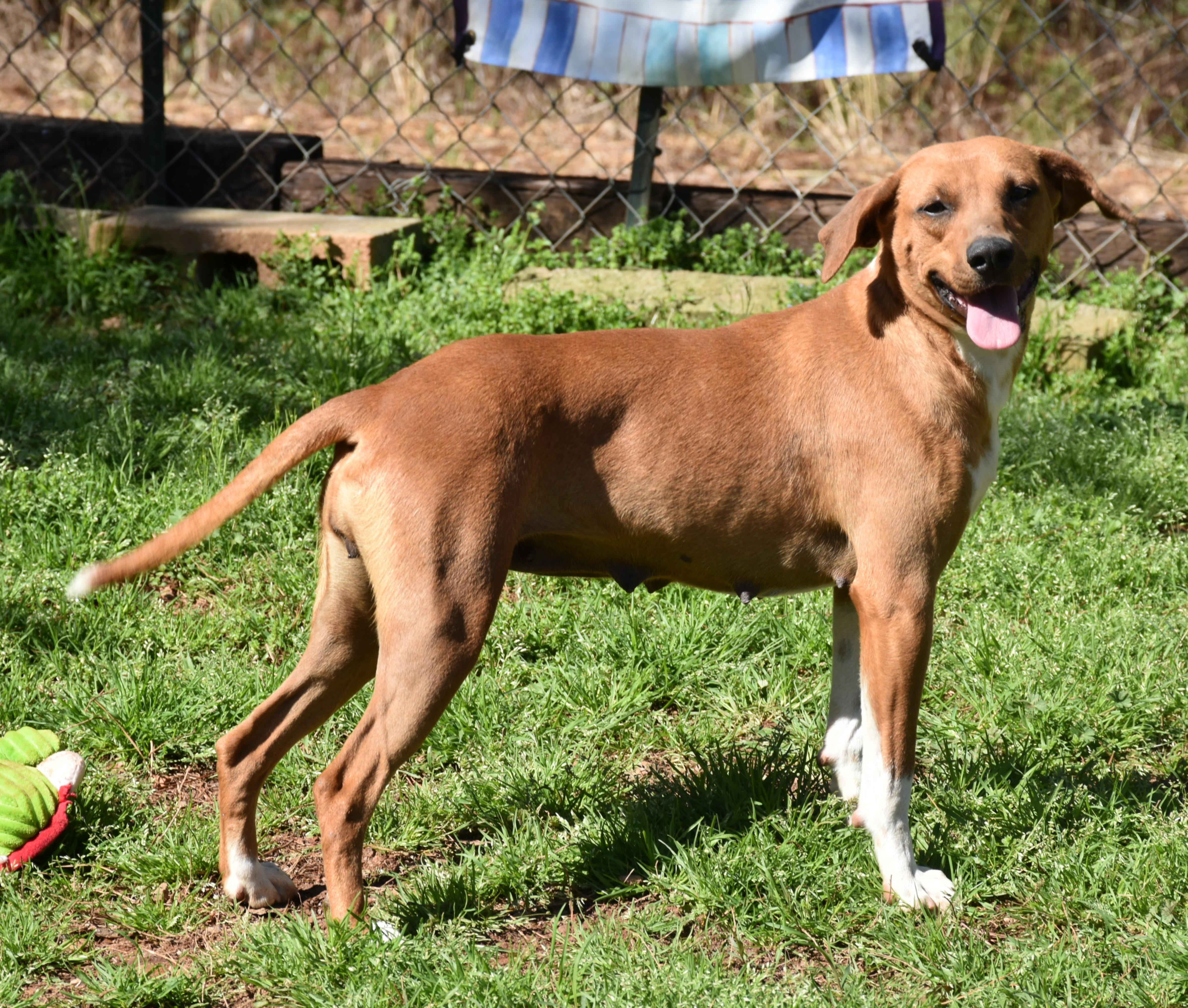 Lilly, a ADOPTABLE mixed breed in Wedowee, AL image 3/6
