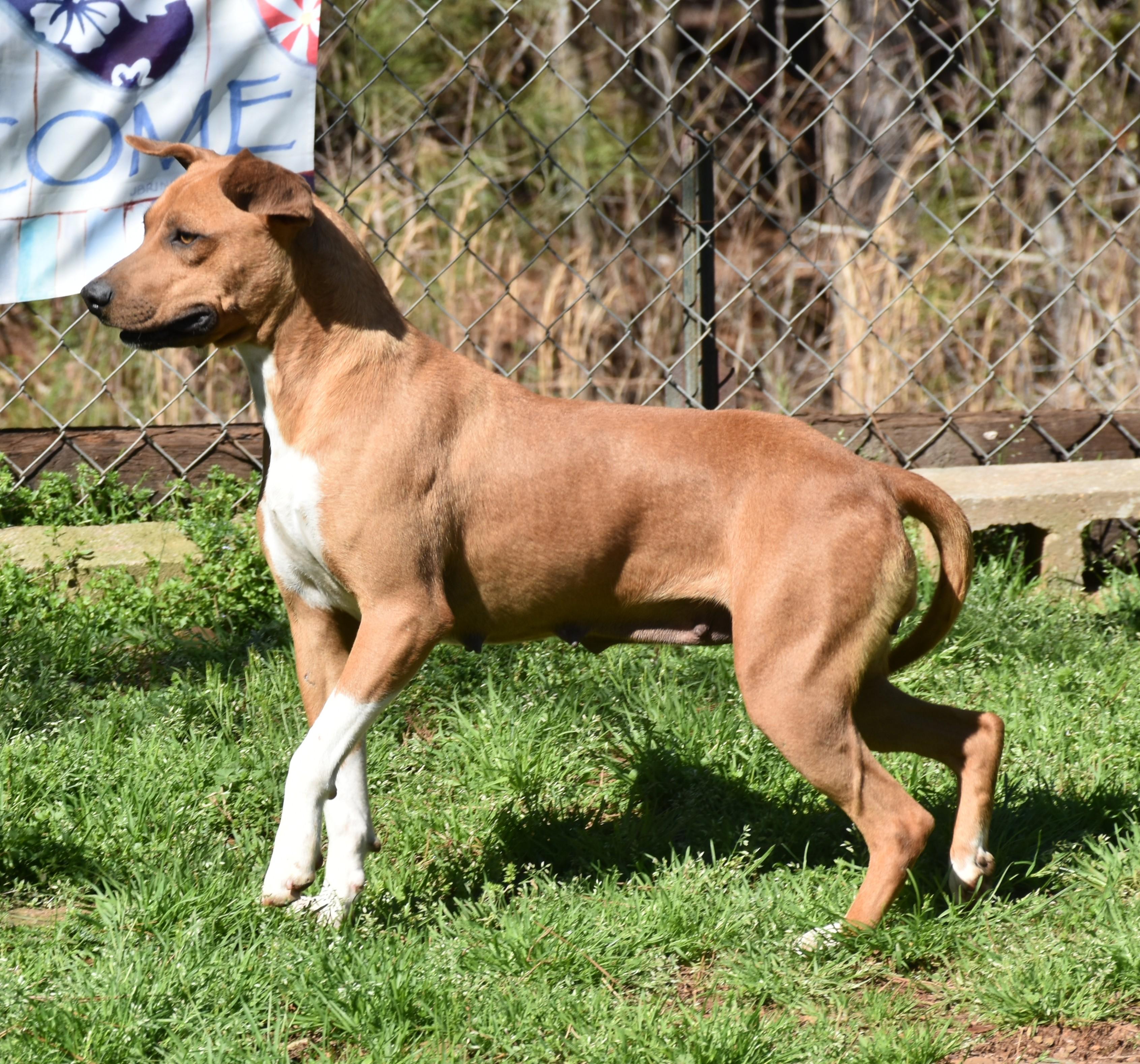 Lilly, a ADOPTABLE mixed breed in Wedowee, AL image 5/6