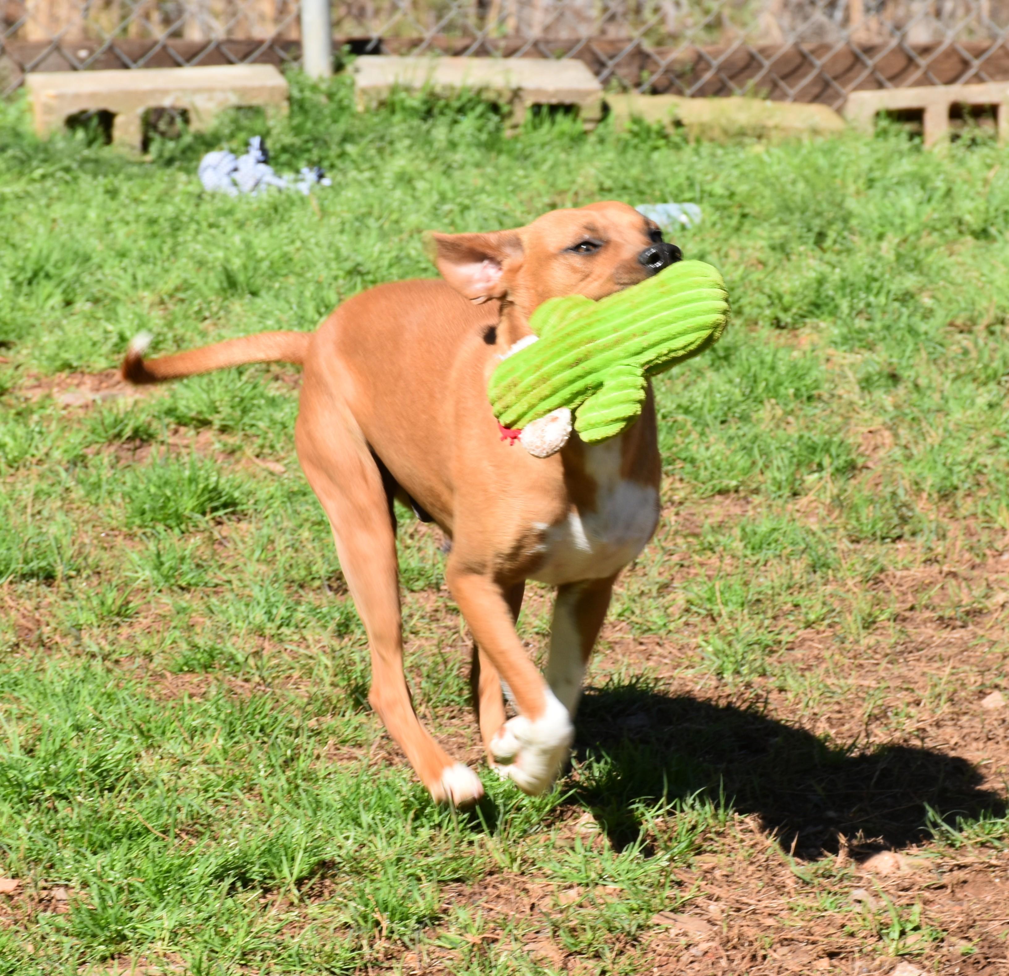 Lilly, a ADOPTABLE mixed breed in Wedowee, AL image 4/6