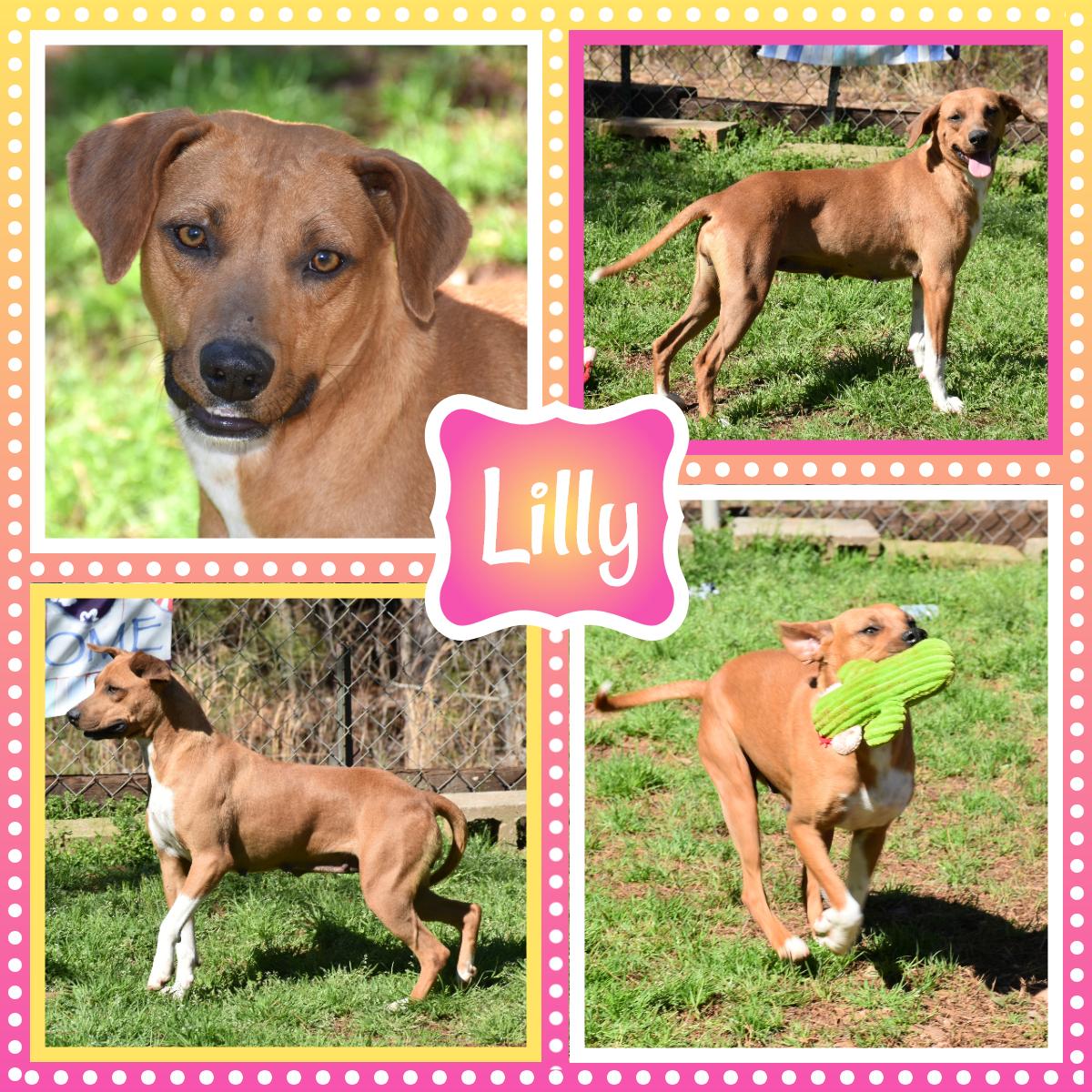 Lilly, a ADOPTABLE mixed breed in Wedowee, AL image 1/6