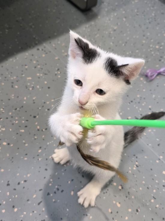 Gadget, ADOPTABLE, Kitten Male Domestic Short Hair.