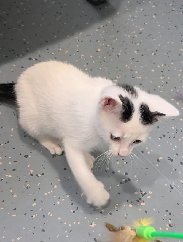Enlarge Gadget, a ADOPTABLE Domestic Short Hair in Mesquite, NV image 5/5