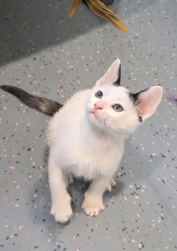 Enlarge Gadget, a ADOPTABLE Domestic Short Hair in Mesquite, NV image 4/5