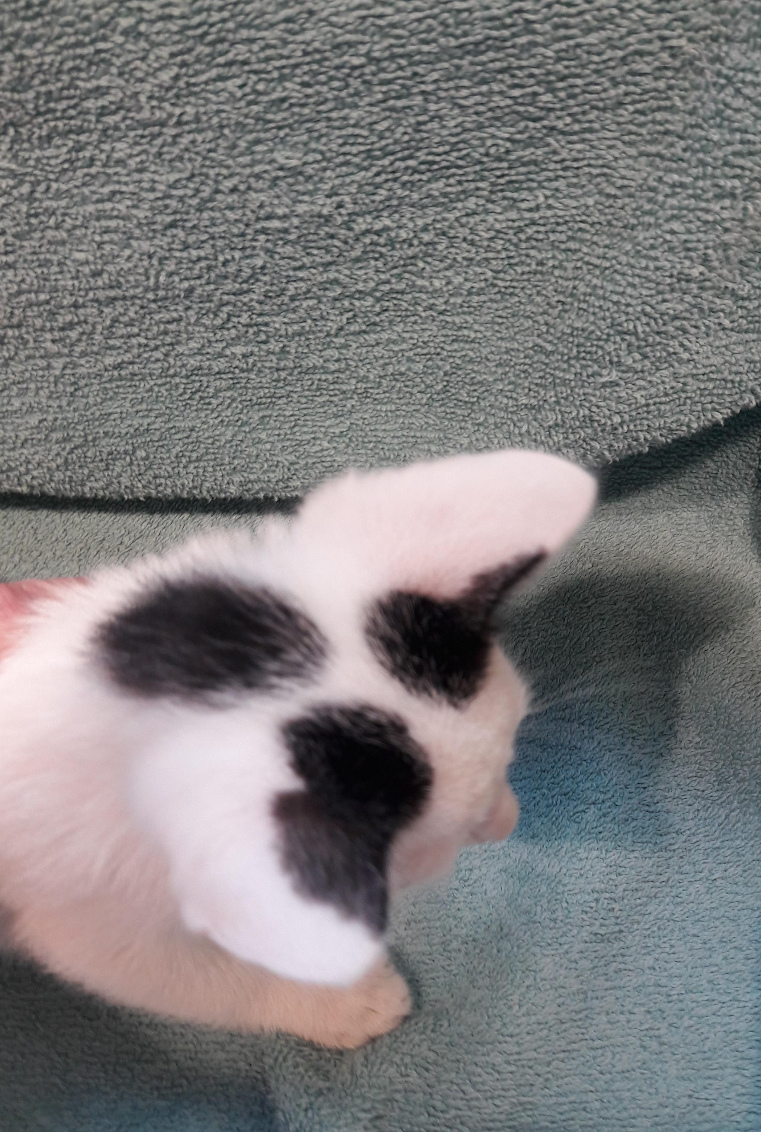Enlarge Gadget, a ADOPTABLE Domestic Short Hair in Mesquite, NV image 3/5