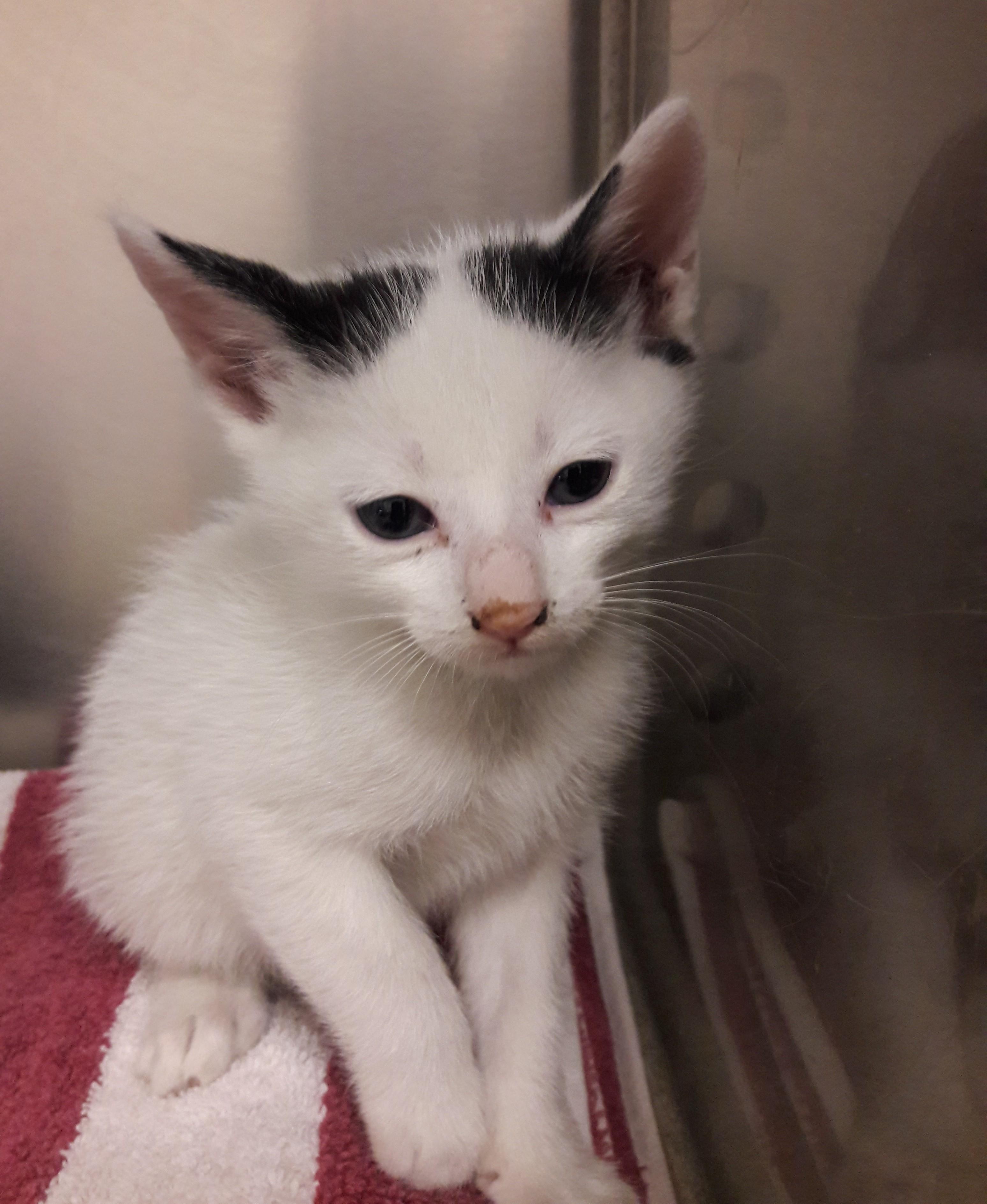 Enlarge Gadget, a ADOPTABLE Domestic Short Hair in Mesquite, NV image 2/5