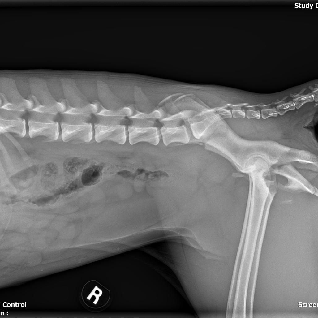 196 (2026) China, Adoptable, Young Female Pit Bull Terrier.