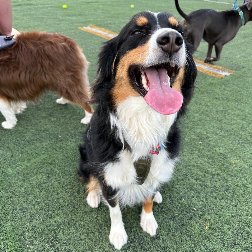 Brodie, an adopted Australian Shepherd in Alexandria, VA image 2/2