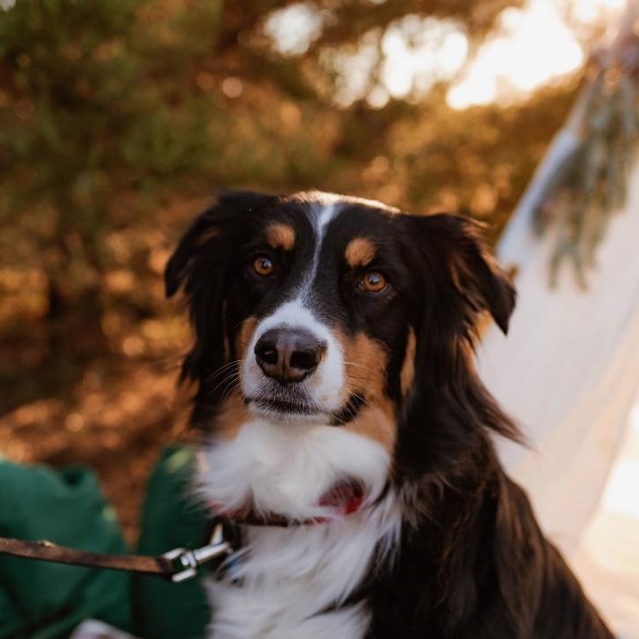 Brodie, ADOPTABLE, Adult Male Australian Shepherd.