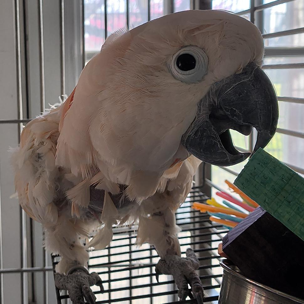 Enlarge Alexander, a Adoptable Cockatoo in Alexander, NC image 2/5