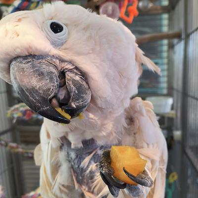 Alexander, a Adoptable Cockatoo in Alexander, NC image 2/5