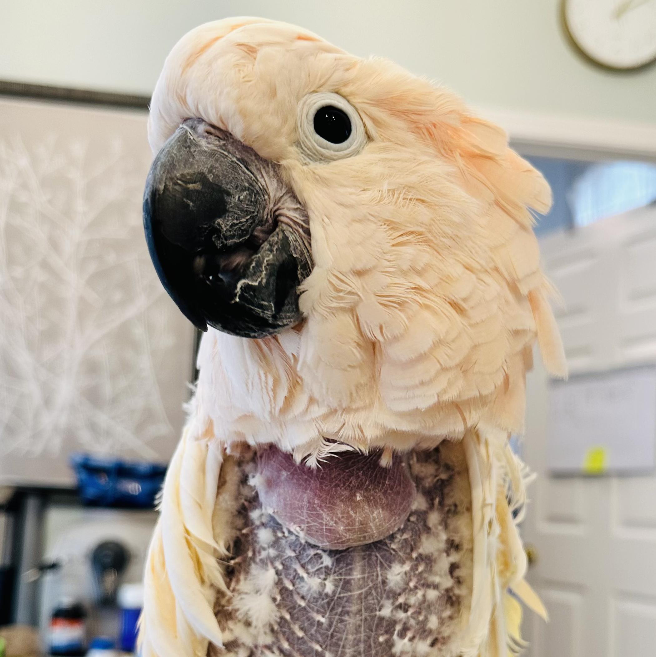 Alexander, Adoptable, Adult Male Cockatoo.