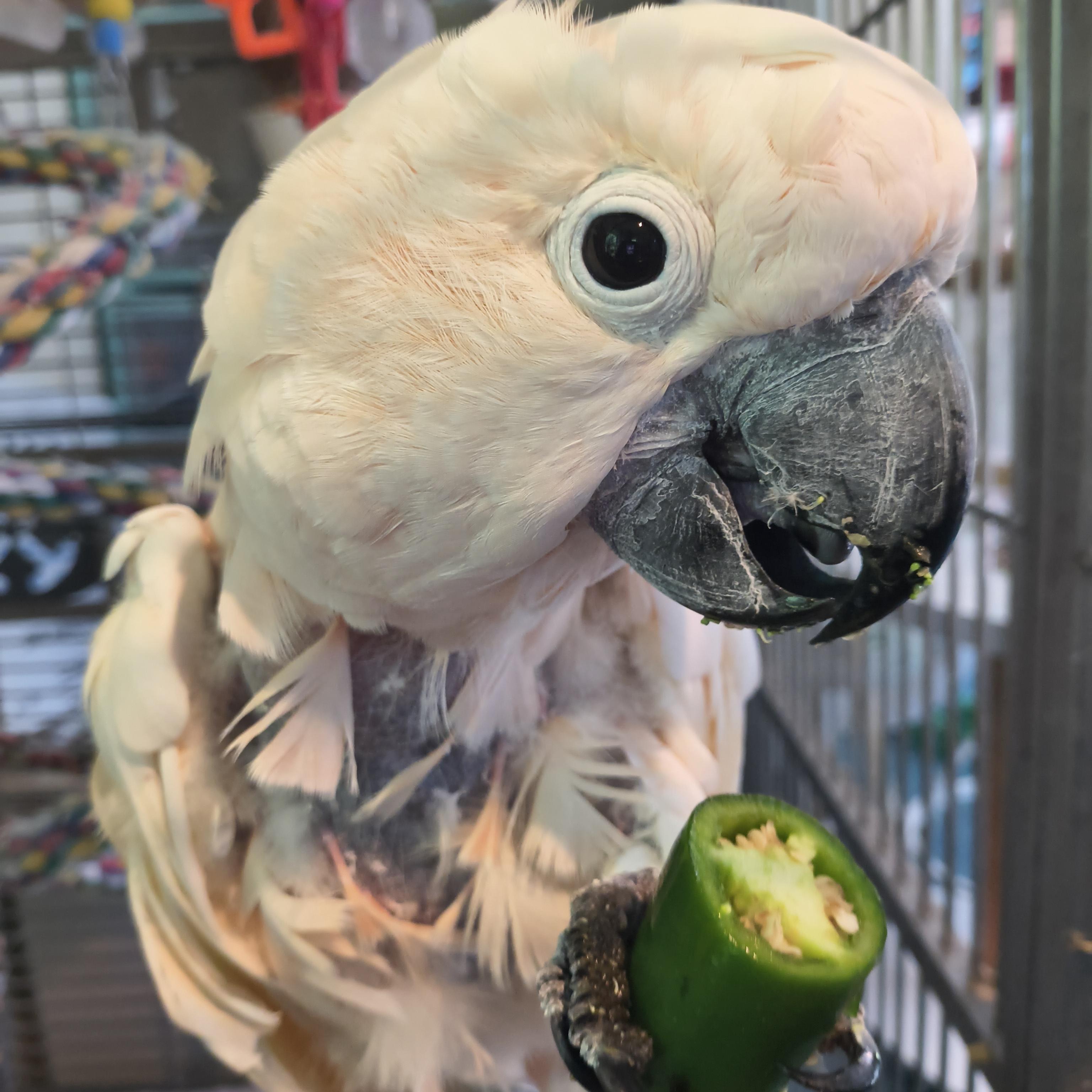 Alexander, a Adoptable Cockatoo in Alexander, NC image 1/5