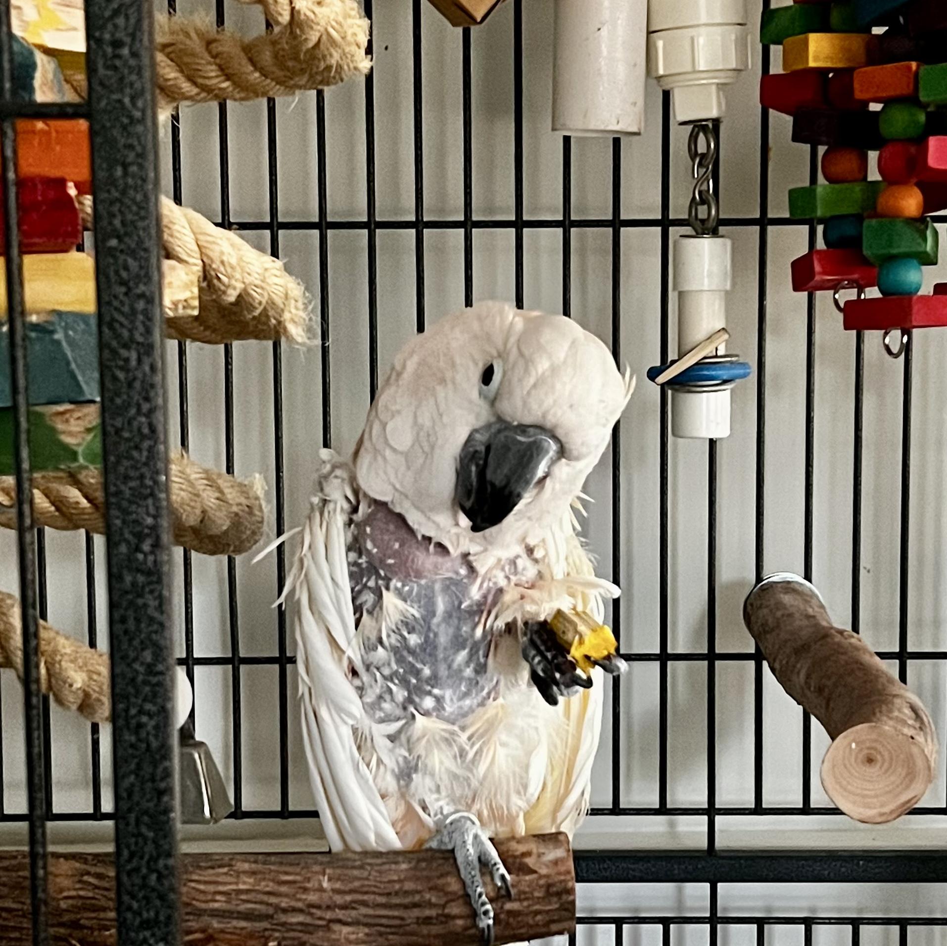 Enlarge Alexander, a Adoptable Cockatoo in Alexander, NC image 4/5