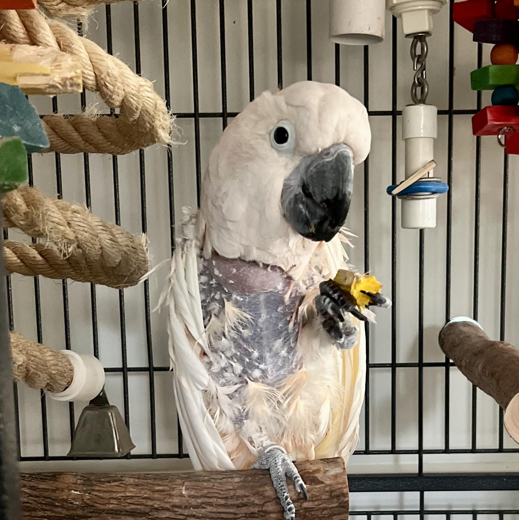 Enlarge Alexander, a Adoptable Cockatoo in Alexander, NC image 5/5