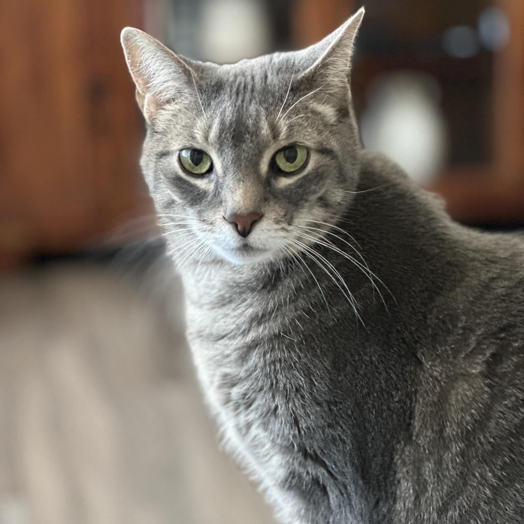 Zoey, Adoptable, Senior Female Domestic Short Hair.