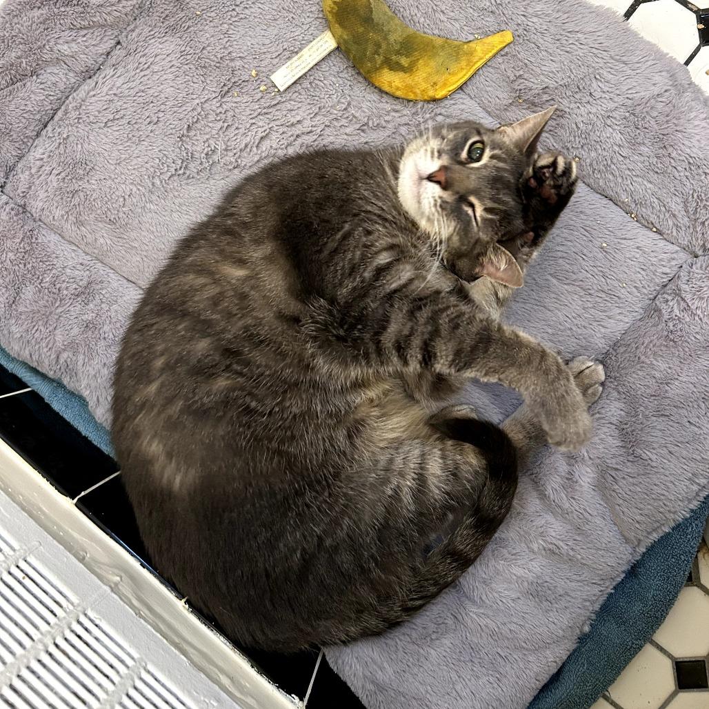 Enlarge Zoey, a Adoptable Domestic Short Hair in Fairfax Station, VA image 2/6