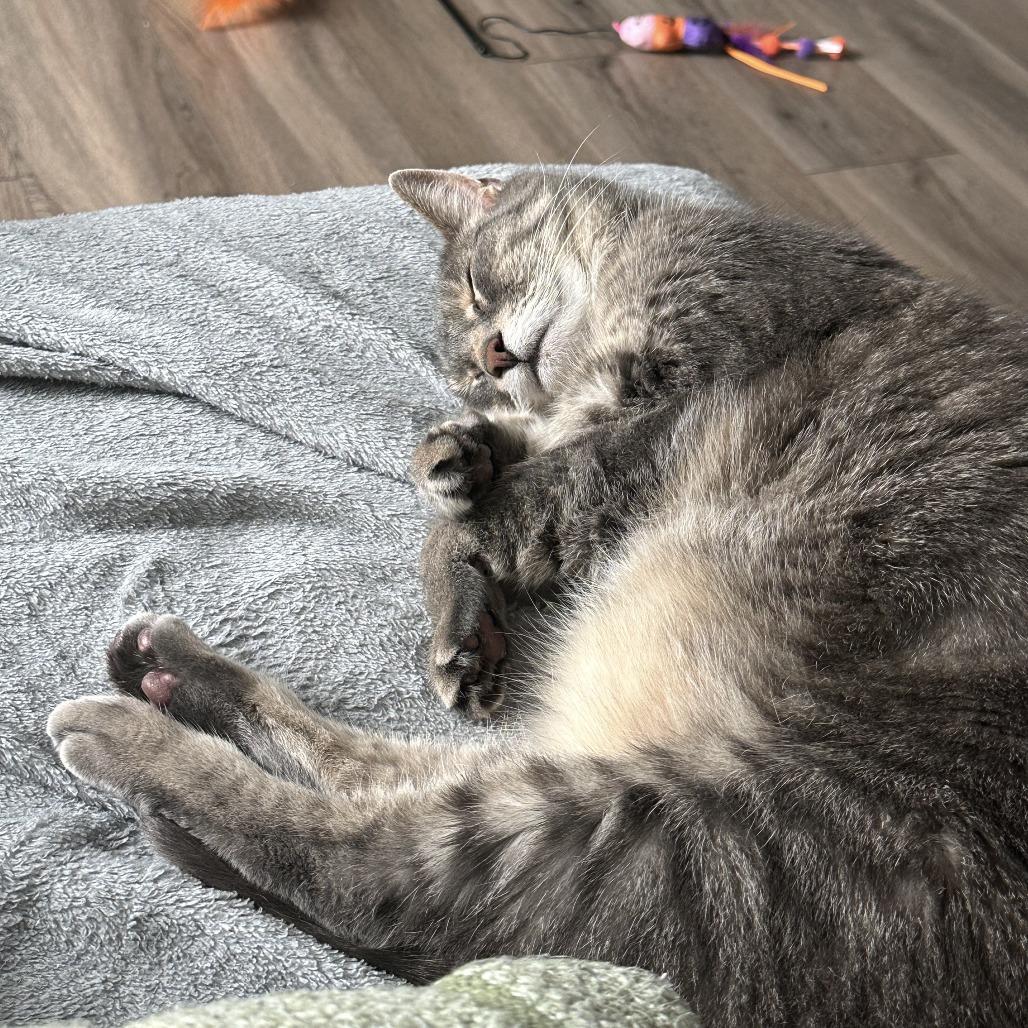 Enlarge Zoey, a Adoptable Domestic Short Hair in Fairfax Station, VA image 3/6