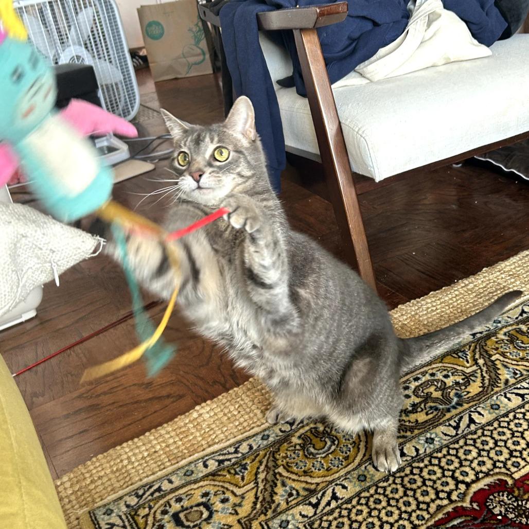 Enlarge Zoey, a Adoptable Domestic Short Hair in Fairfax Station, VA image 5/6