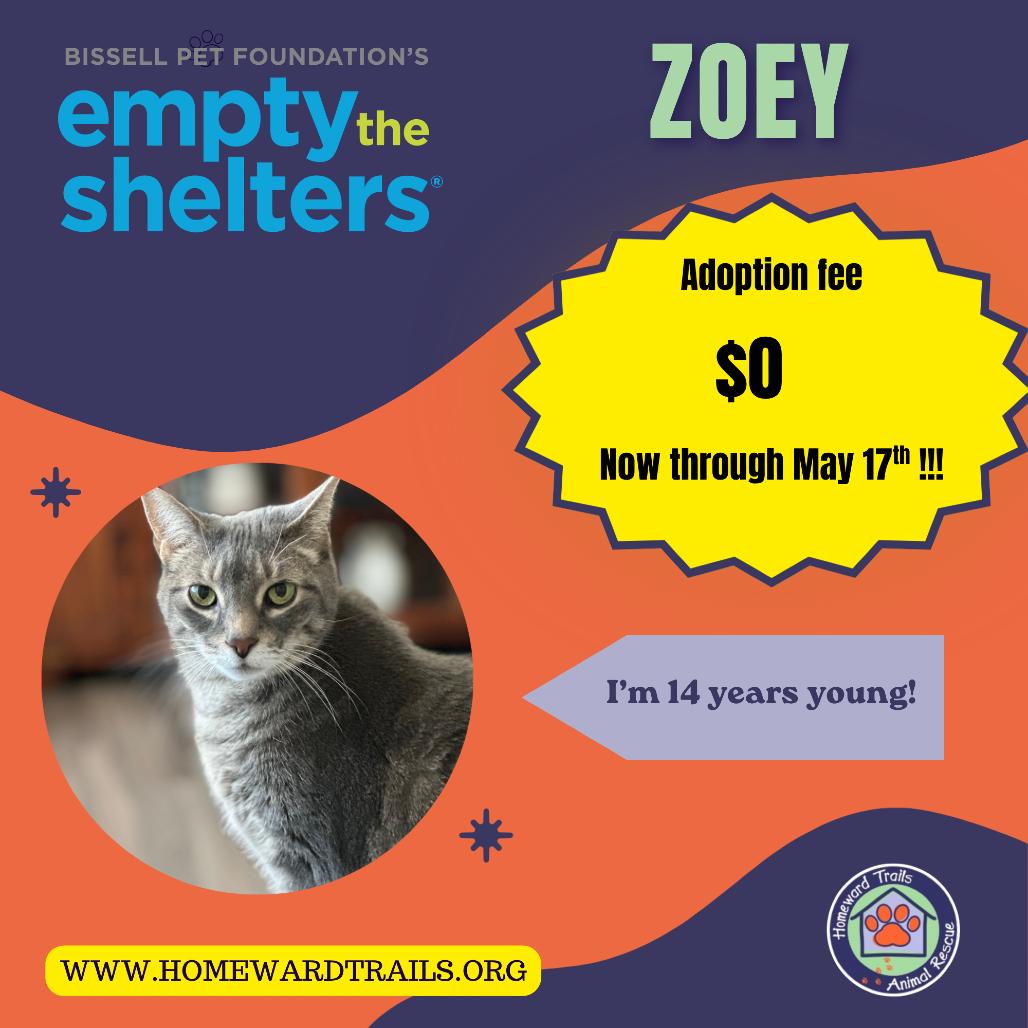 Enlarge Zoey, a Adoptable Domestic Short Hair in Fairfax Station, VA image 5/6