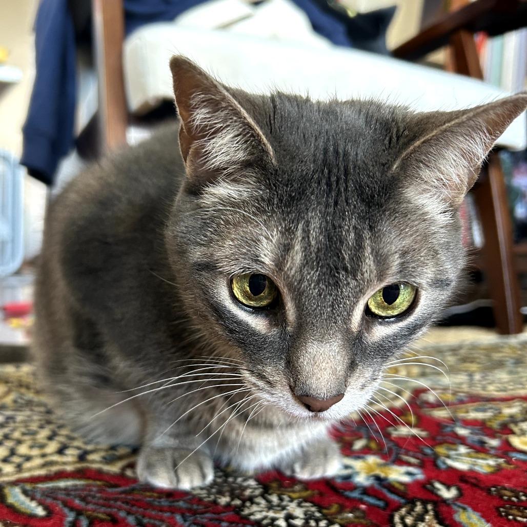 Enlarge Zoey, a Adoptable Domestic Short Hair in Fairfax Station, VA image 6/6